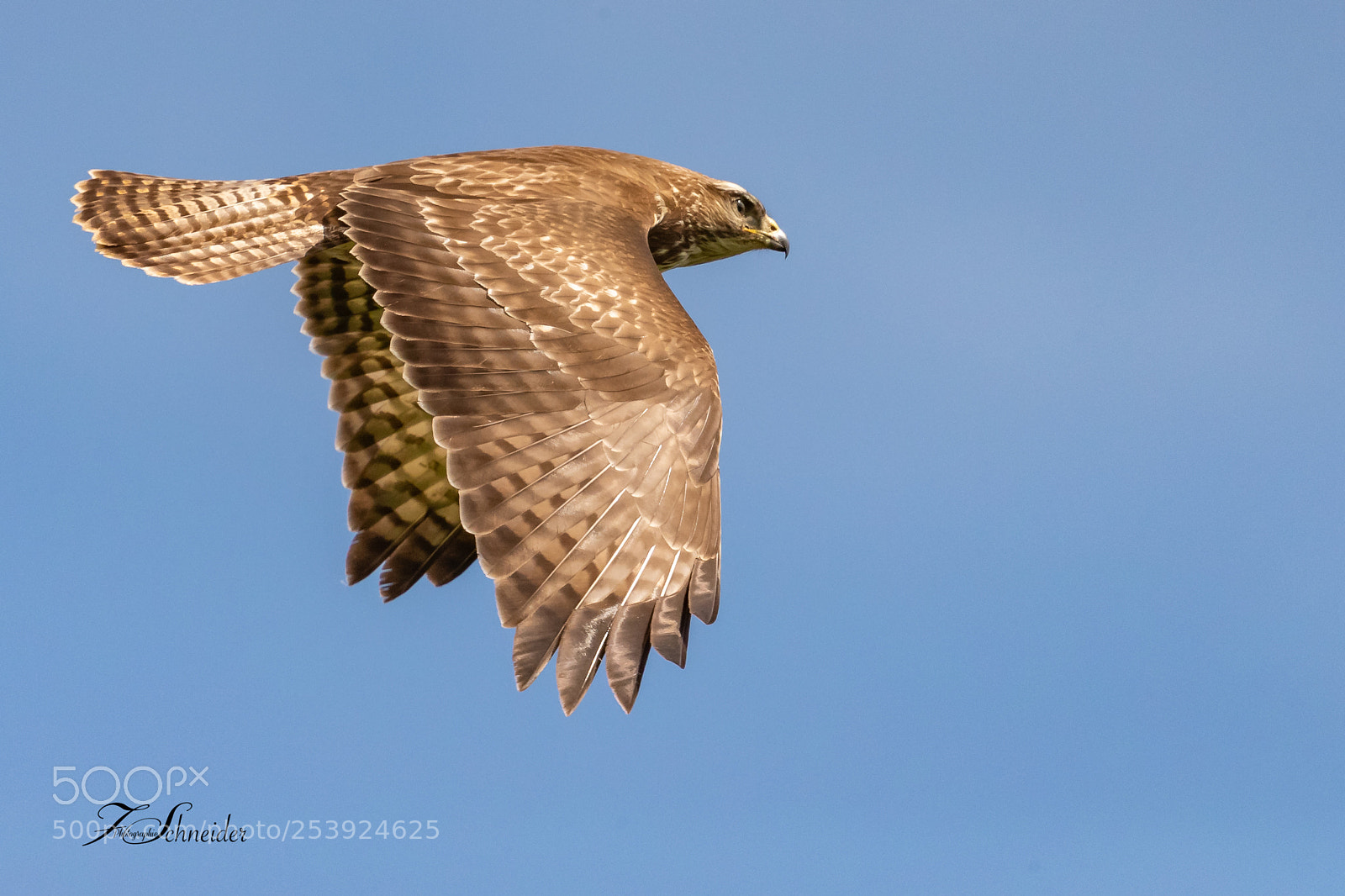 Canon EOS-1D X Mark II sample photo. Common buzzard in flight photography