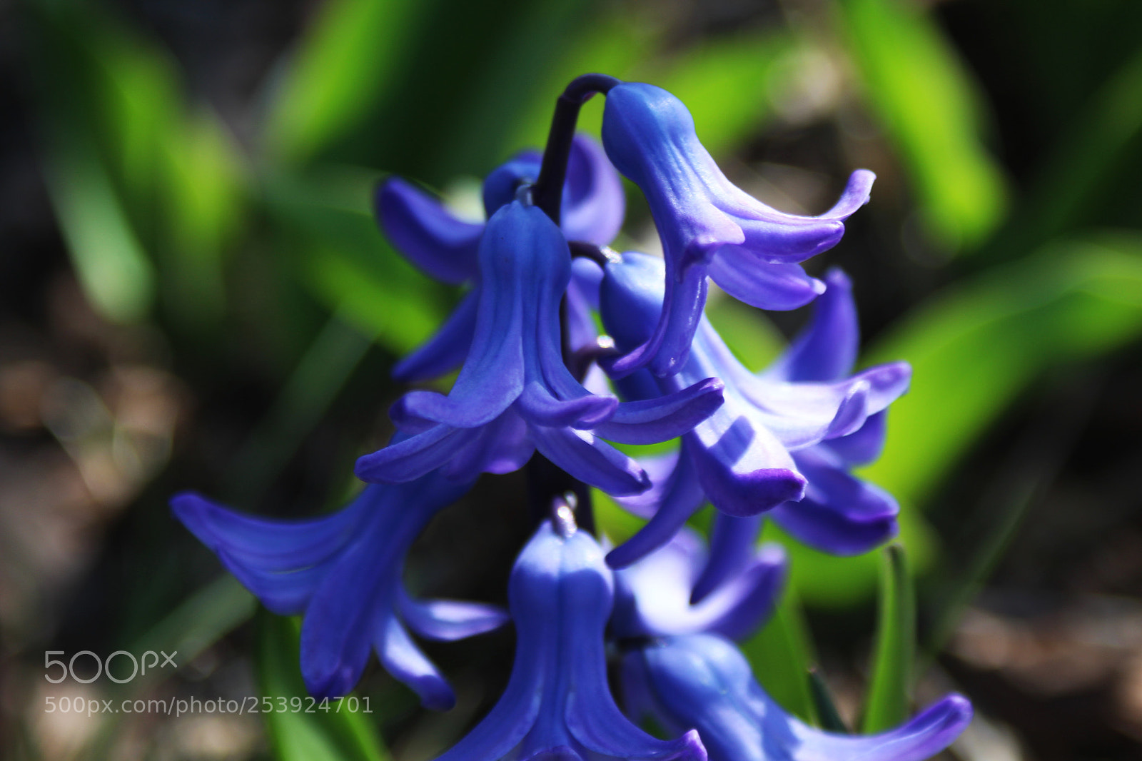 Canon EOS 1200D (EOS Rebel T5 / EOS Kiss X70 / EOS Hi) sample photo. The bells photography