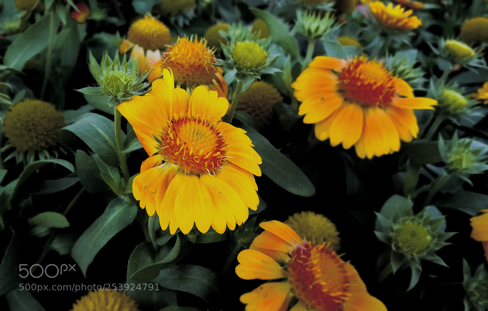 Samsung Galaxy Note5 sample photo. Macro on yellow flower photography