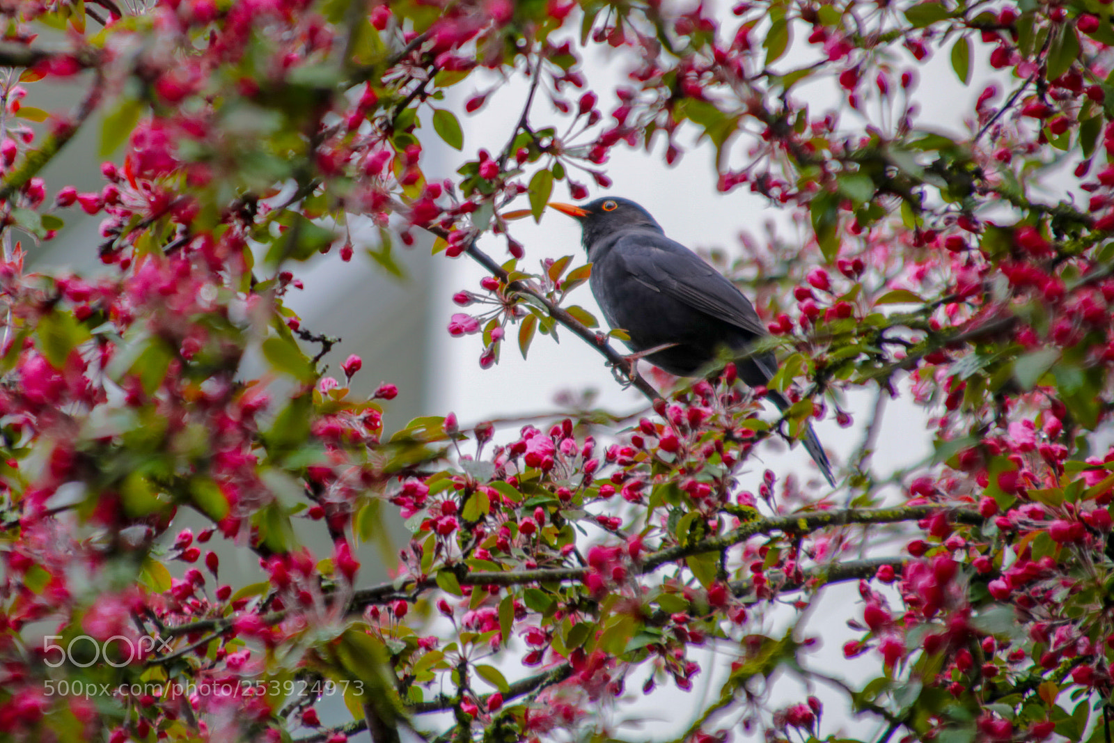 Canon EOS 750D (EOS Rebel T6i / EOS Kiss X8i) sample photo. Little bird photography
