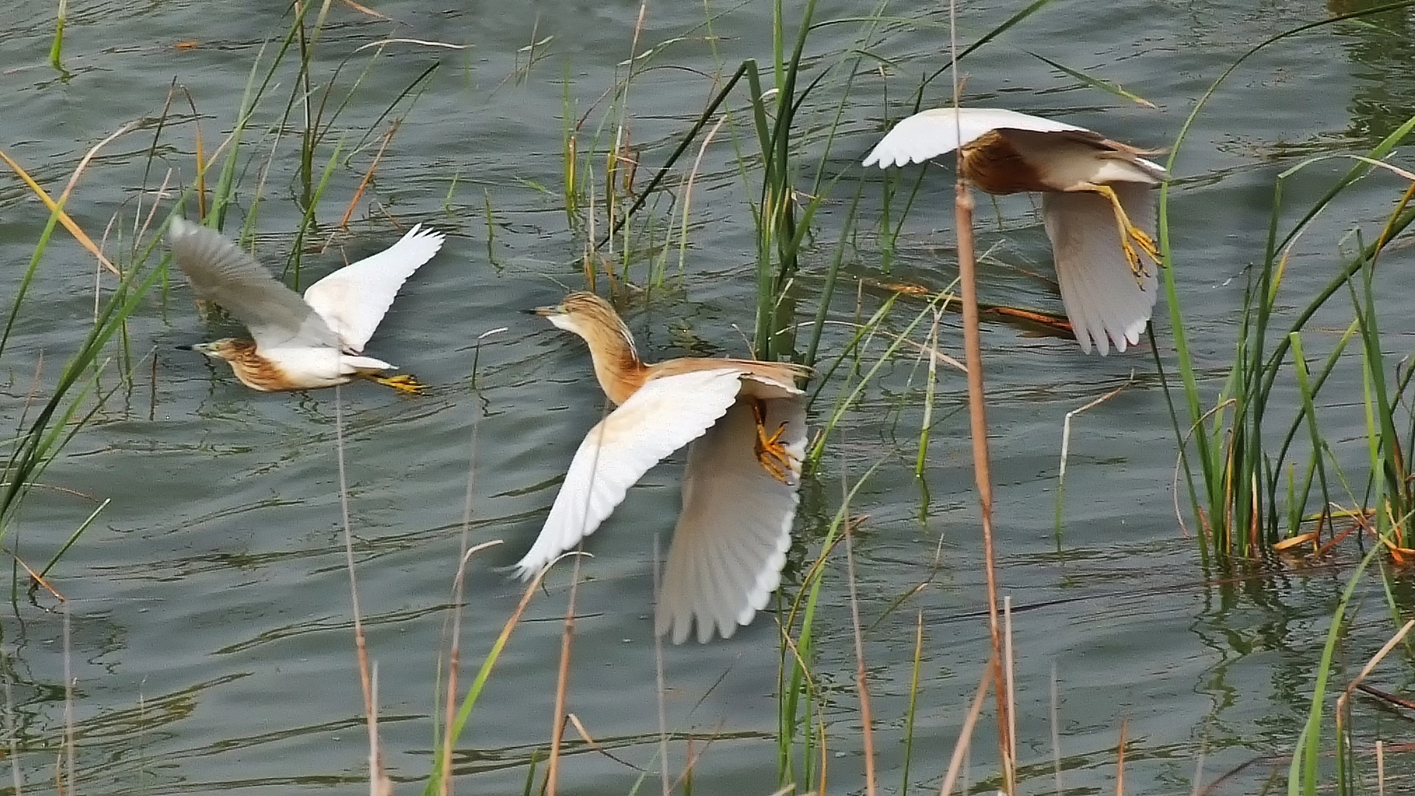 Fujifilm FinePix S5 Pro sample photo. Flying photography