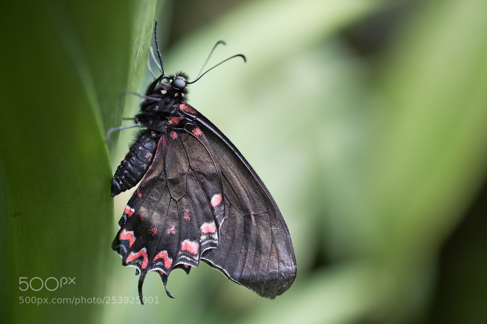 Fujifilm X-T20 sample photo. Butterfly photography