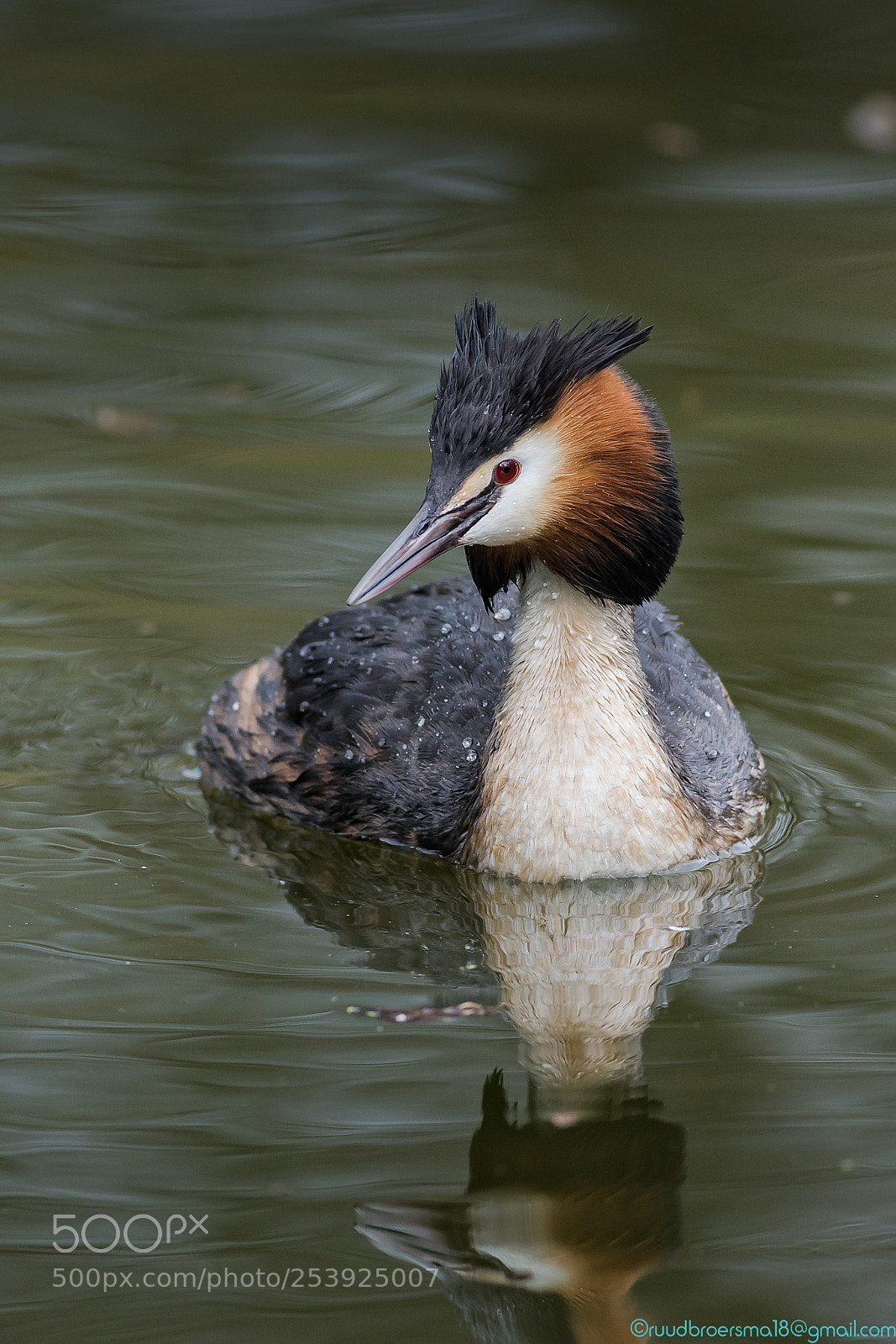 Sony a7 II sample photo. De fuut (podiceps cristatus) photography
