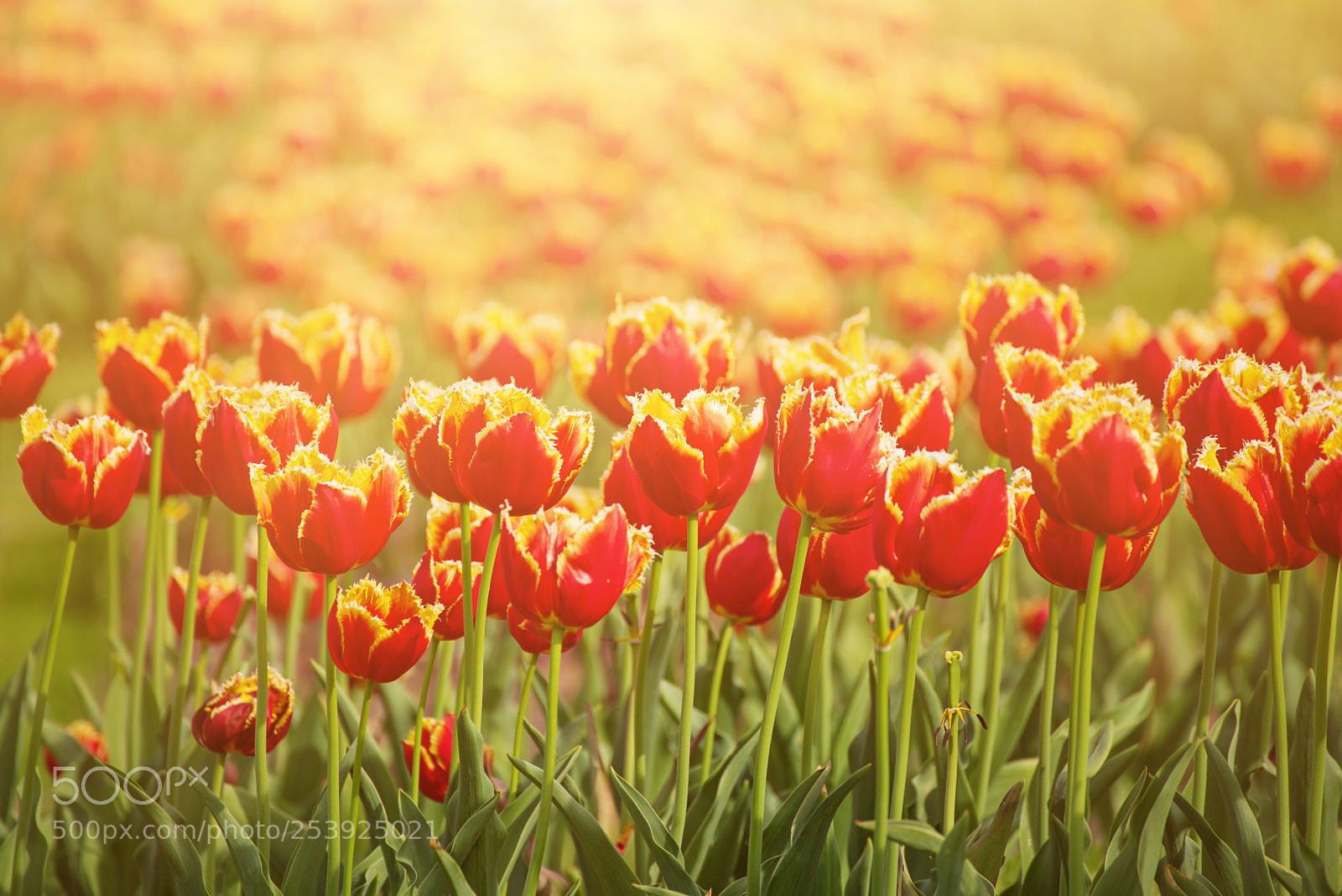 Nikon D750 sample photo. Orange tulip flowers photography