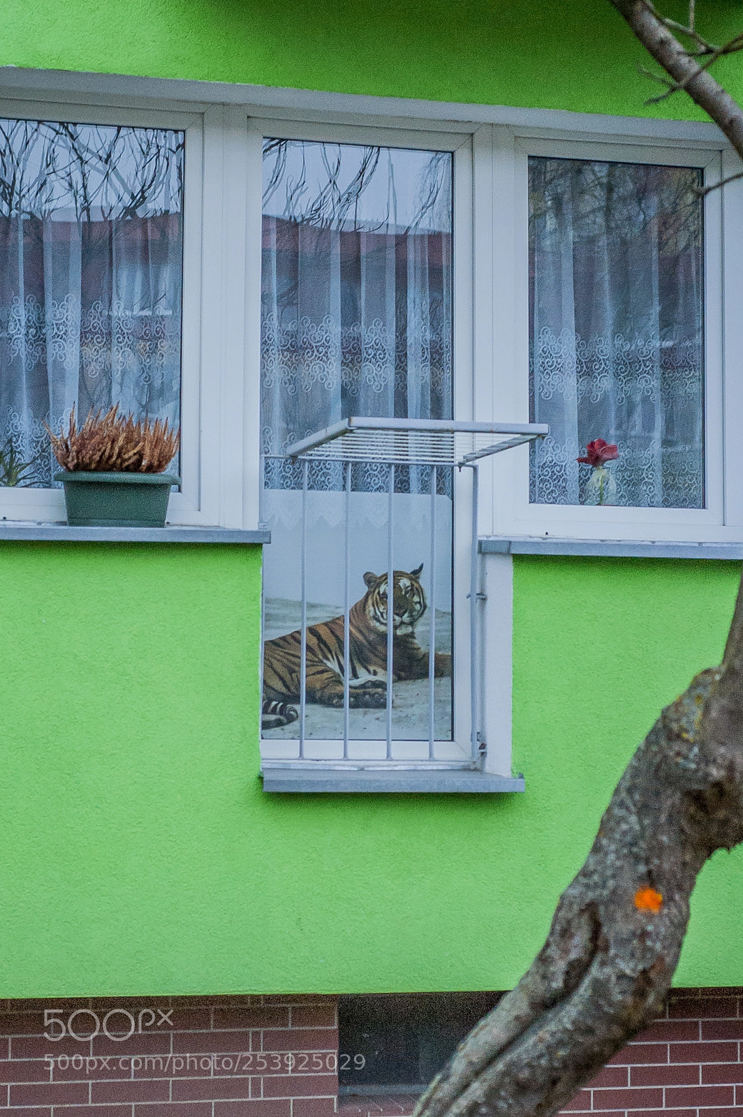 Nikon D70 sample photo. Tiger photography