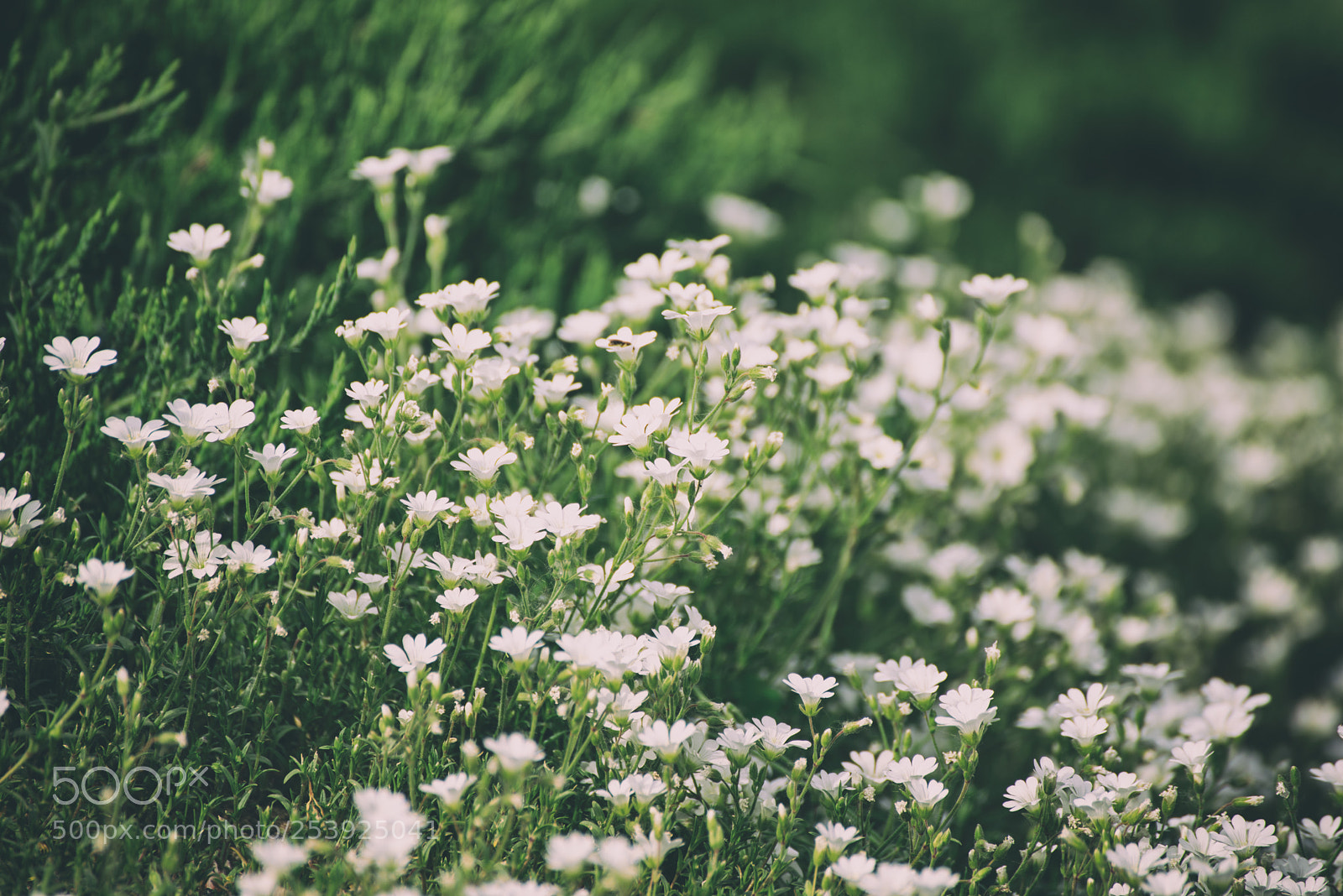 Nikon D750 sample photo. White spring flowers photography