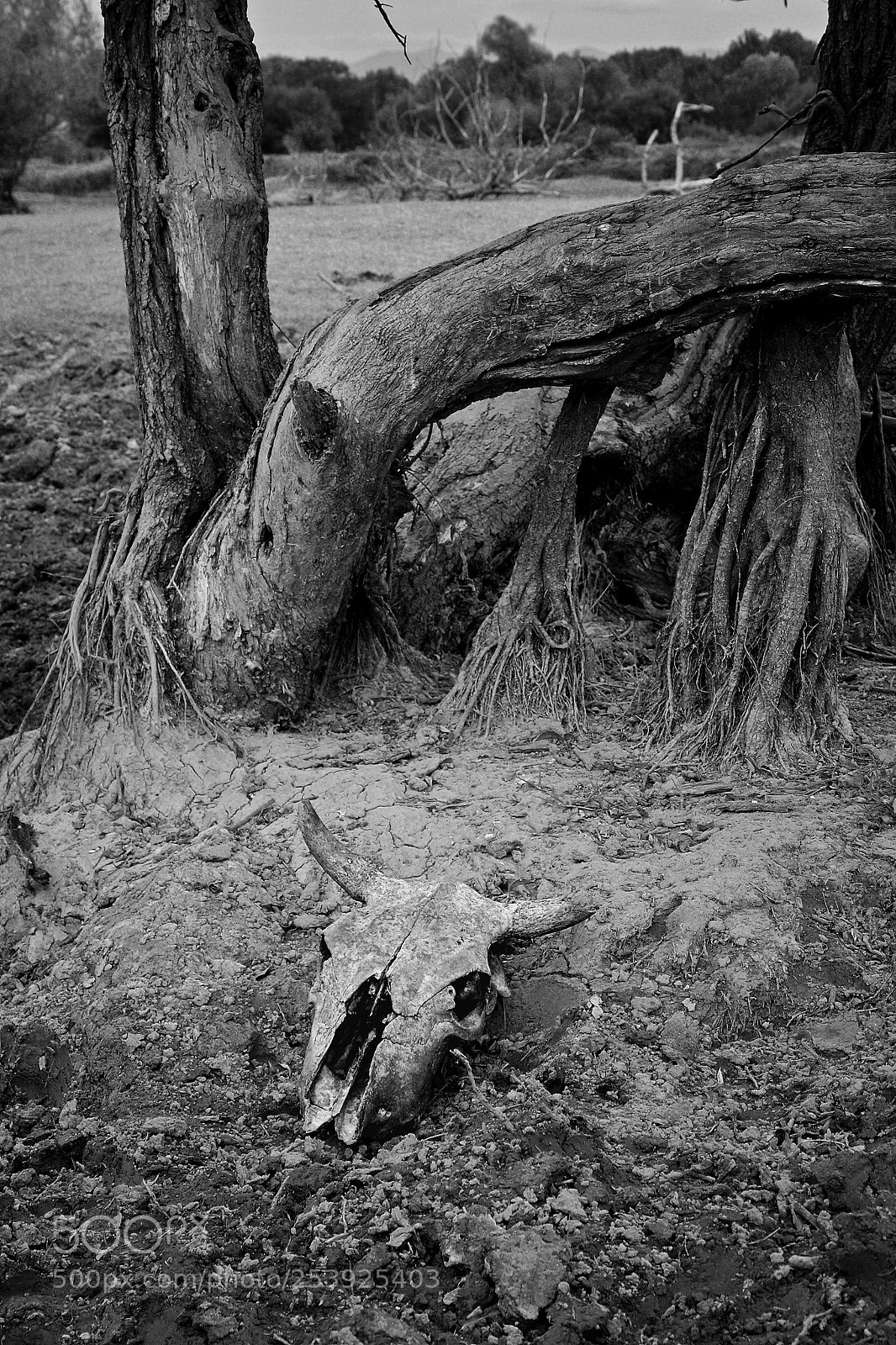 Canon EOS 40D sample photo. The dead valley photography