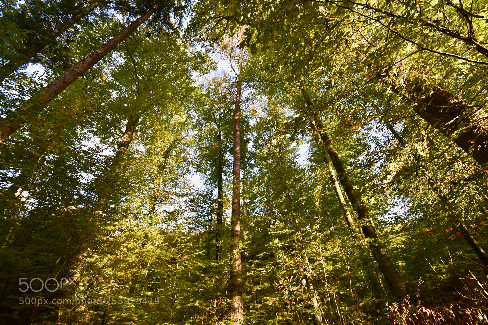 Nikon D5600 sample photo. Treetop photography