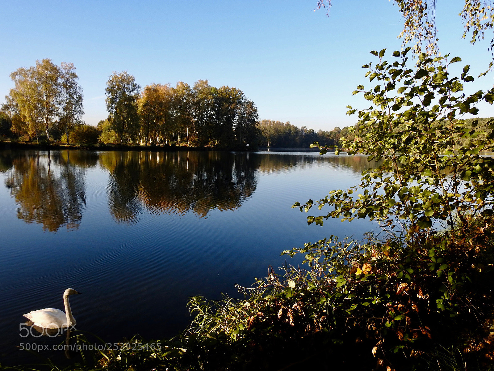 Nikon Coolpix P900 sample photo. Swan lake photography
