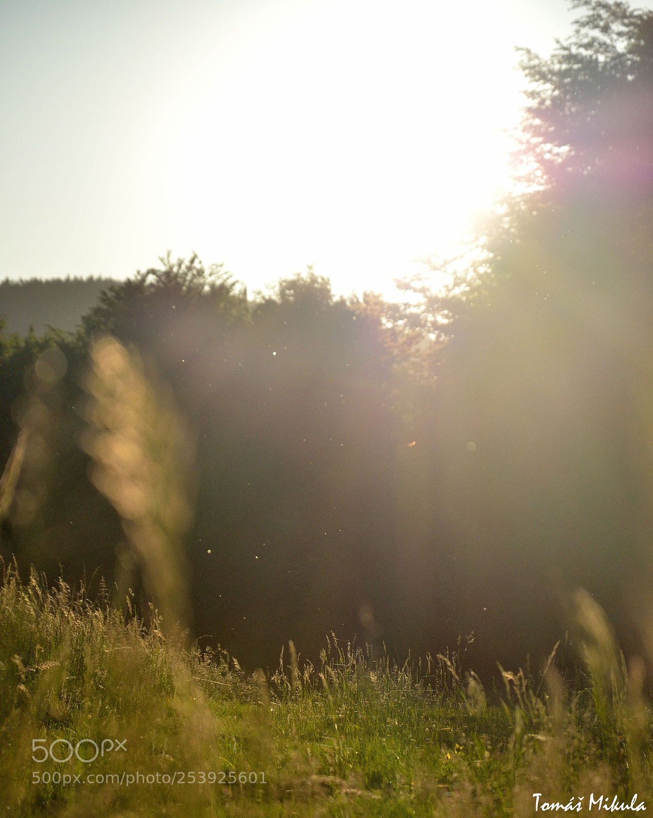 Nikon D5100 sample photo. Sunny morning photography