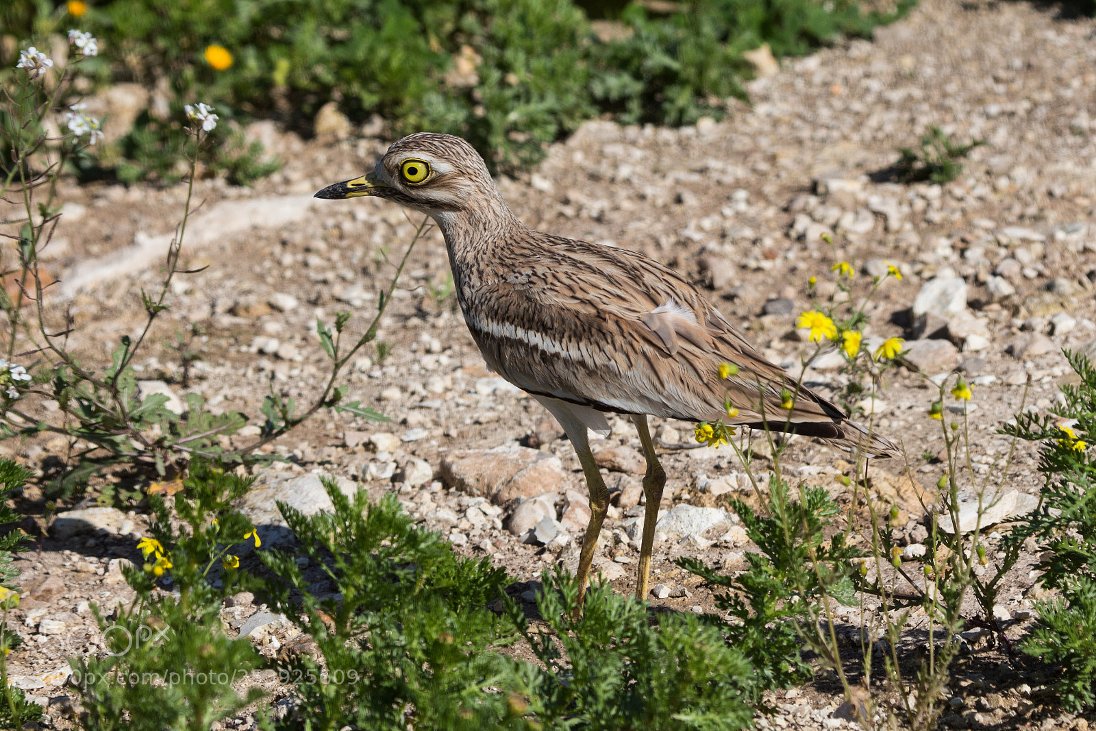 Canon EOS 650D (EOS Rebel T4i / EOS Kiss X6i) sample photo. Burhinus oedicnemus photography