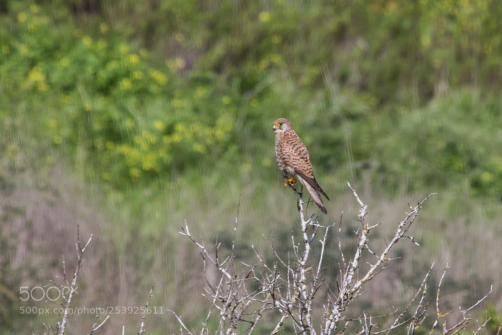 Canon EOS 650D (EOS Rebel T4i / EOS Kiss X6i) sample photo. Img photography