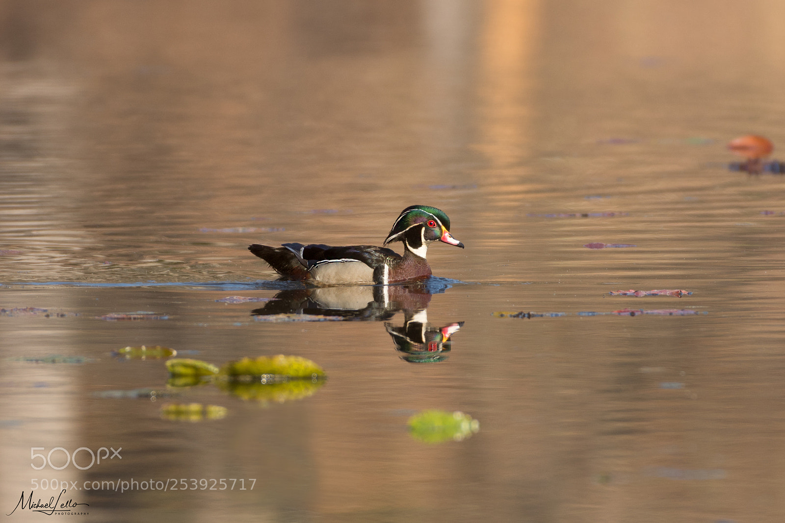 Nikon D500 sample photo. Wood duck photography