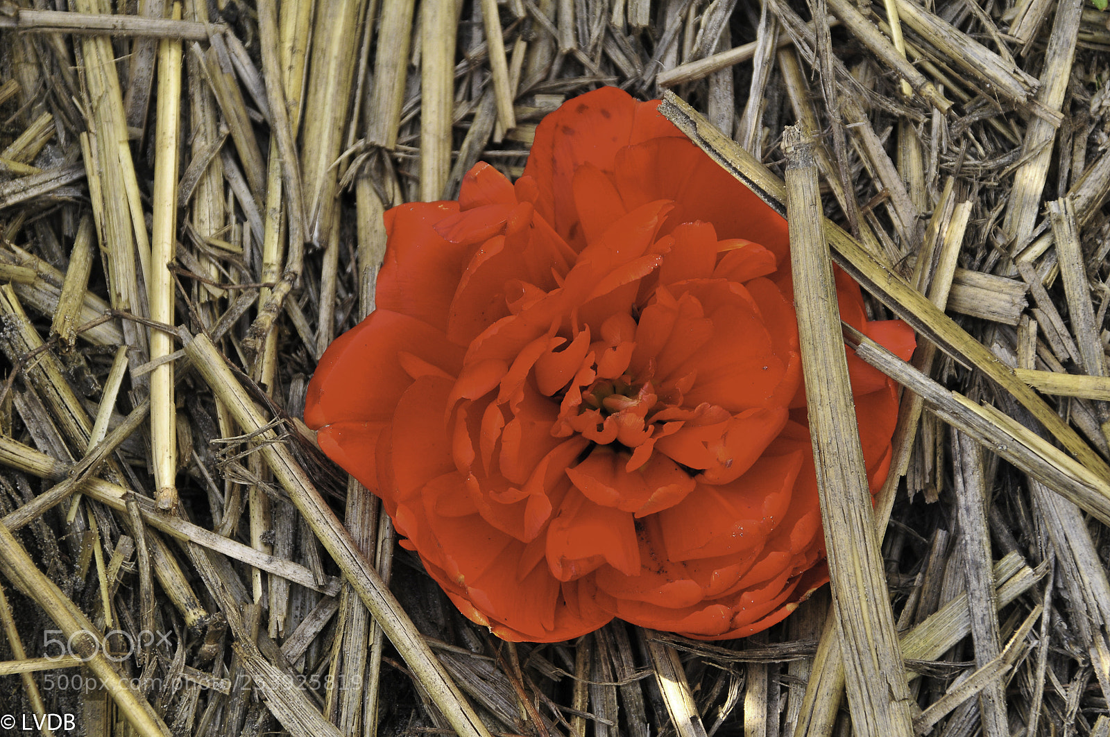 Nikon D300 sample photo. Singel flower photography