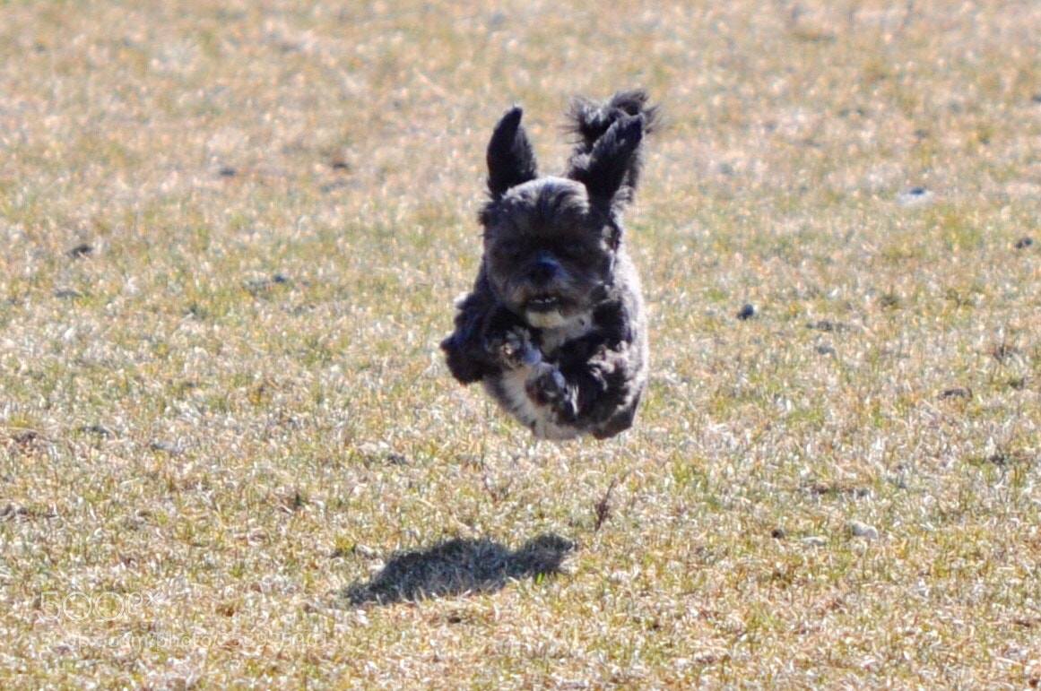 Nikon D5000 sample photo. Lift off photography