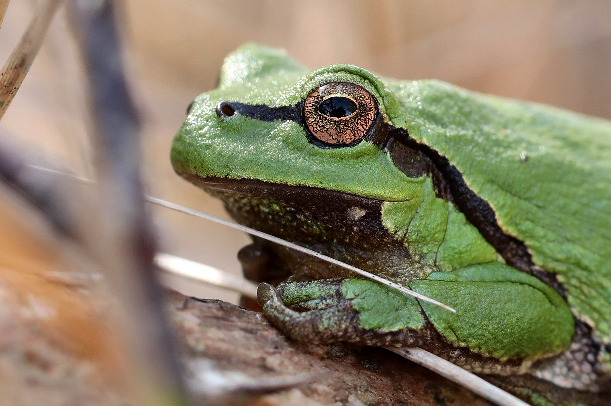 Canon EF 100mm F2.8L Macro IS USM sample photo. The tree frog photography