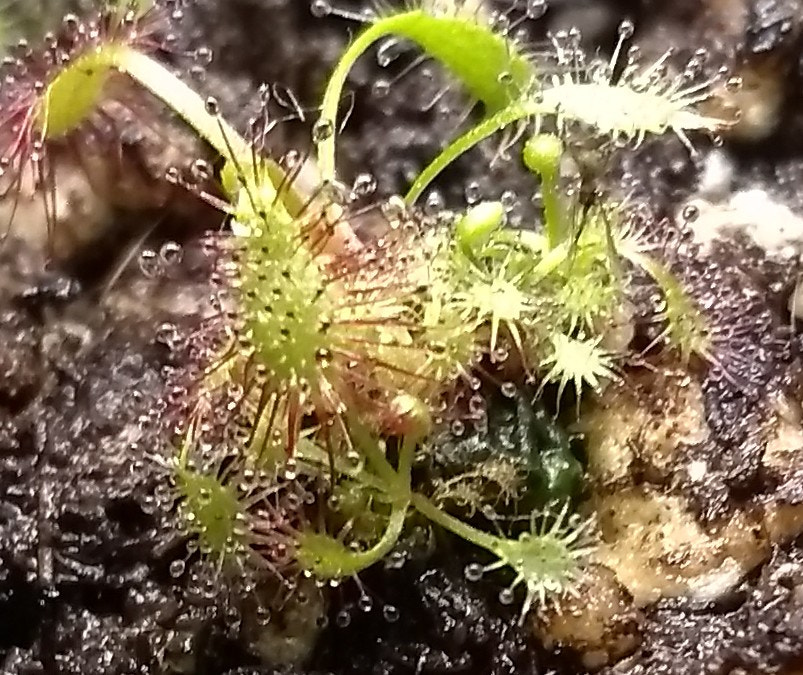Motorola Moto G (5S) sample photo. The little hunter drosera photography