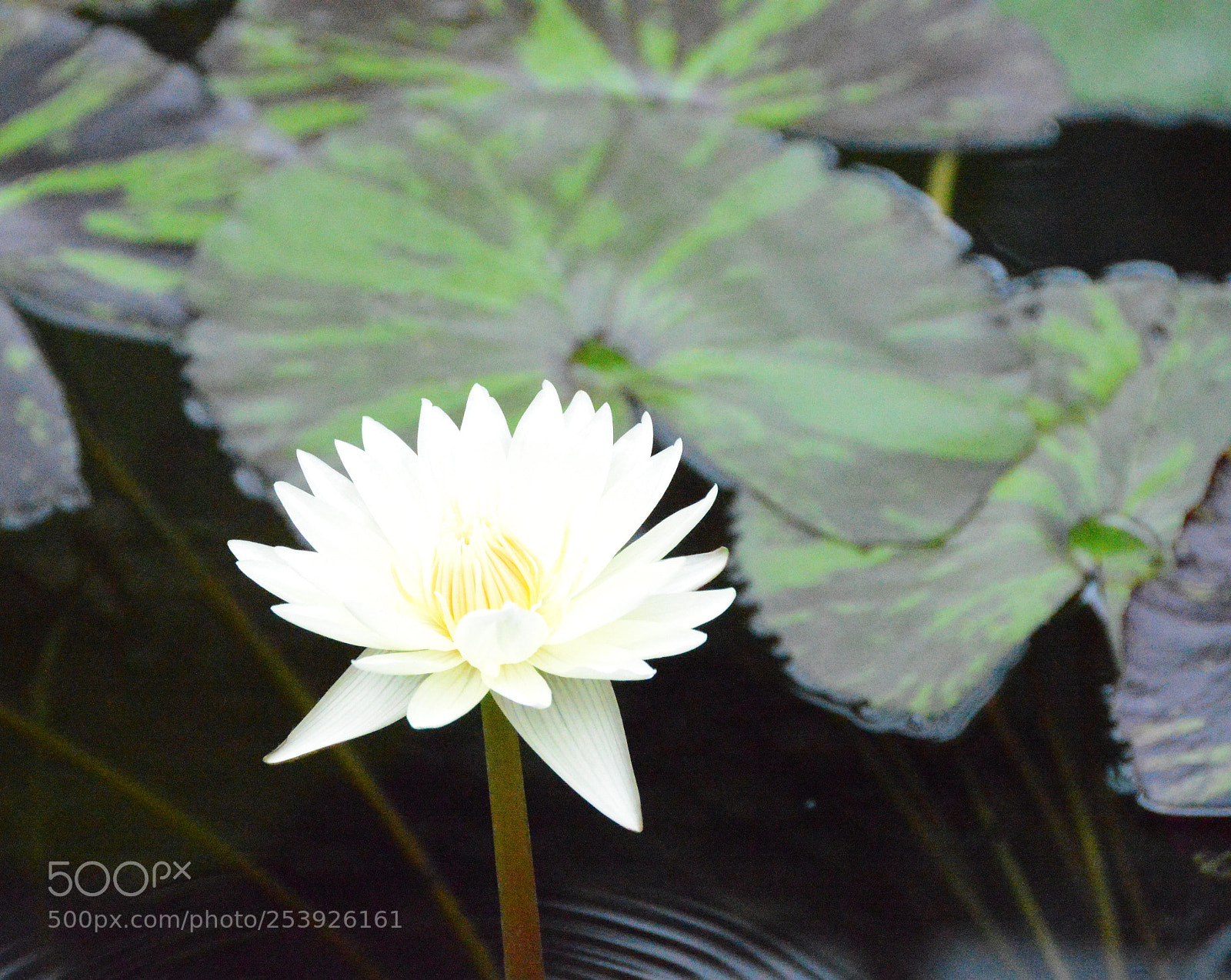 Nikon D3200 sample photo. Untitled photography