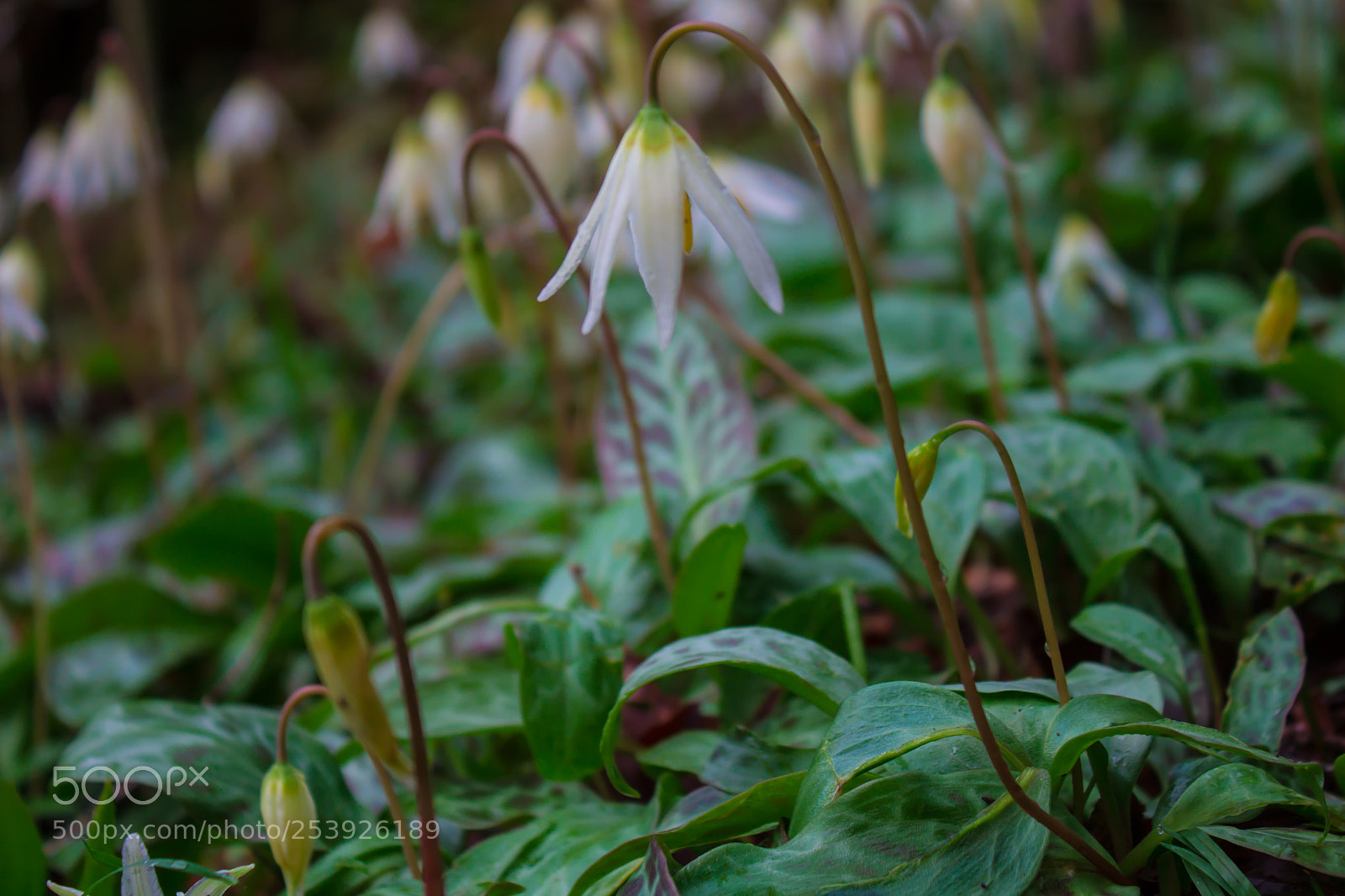 Canon EOS 1100D (EOS Rebel T3 / EOS Kiss X50) sample photo. Wild eastern lily photography