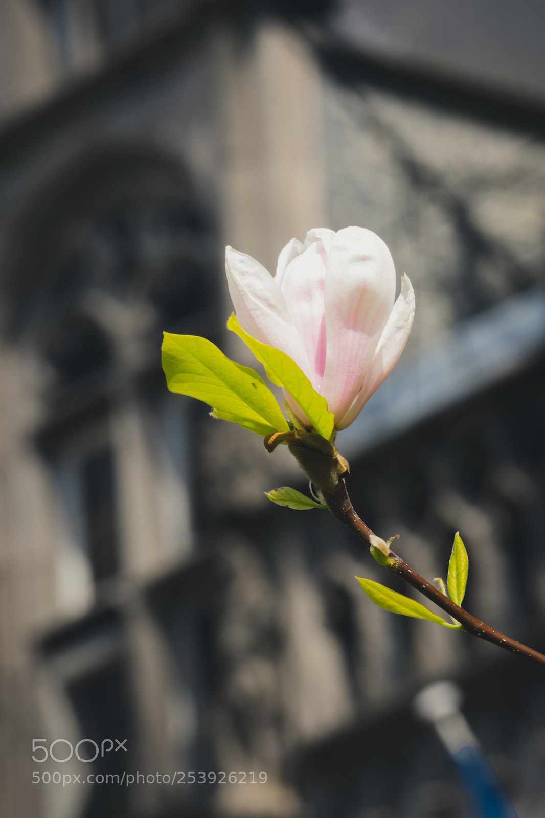 Sony a6300 sample photo. Spring photography