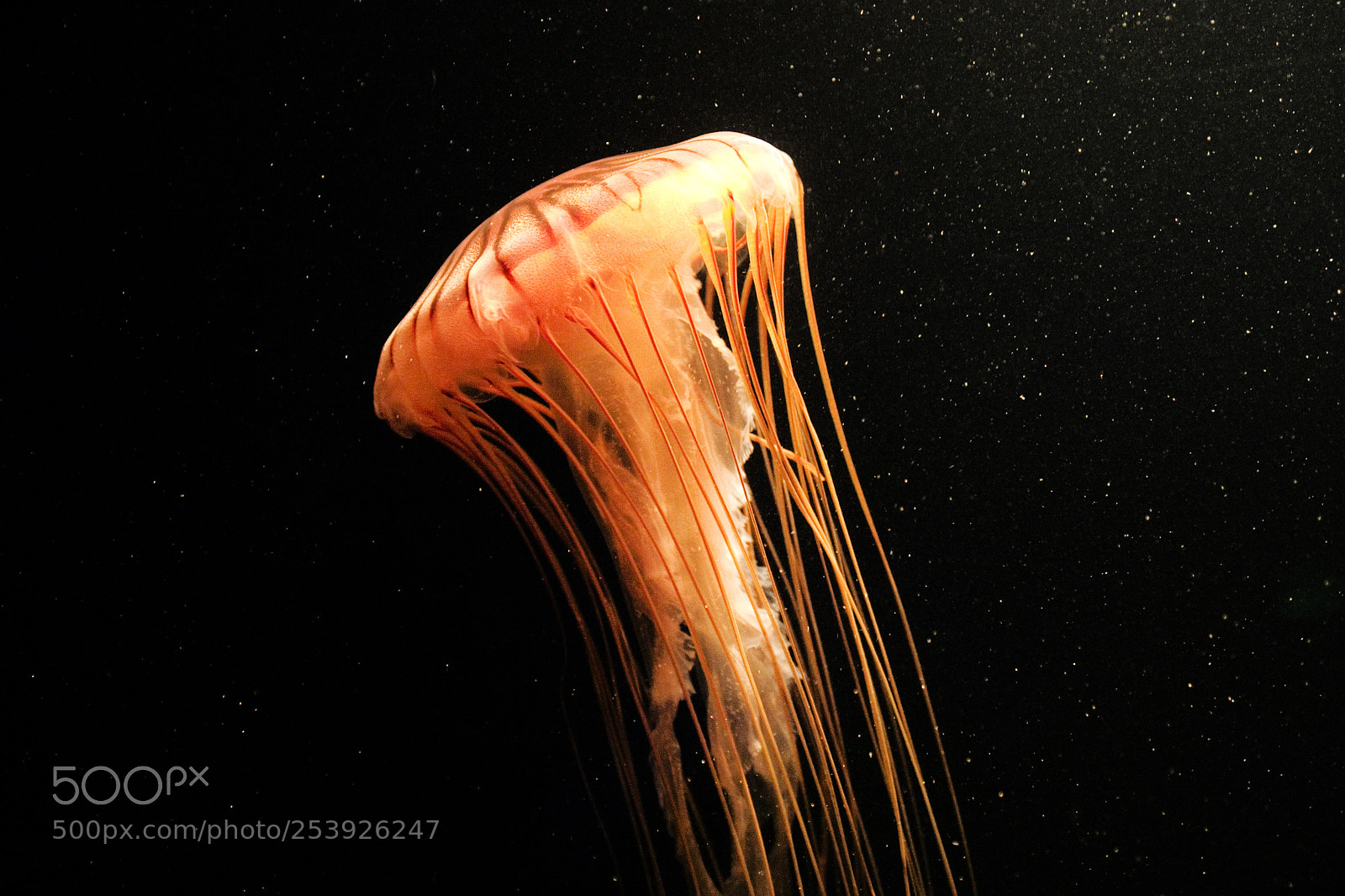 Canon EOS 10D sample photo. 729.jpg photography