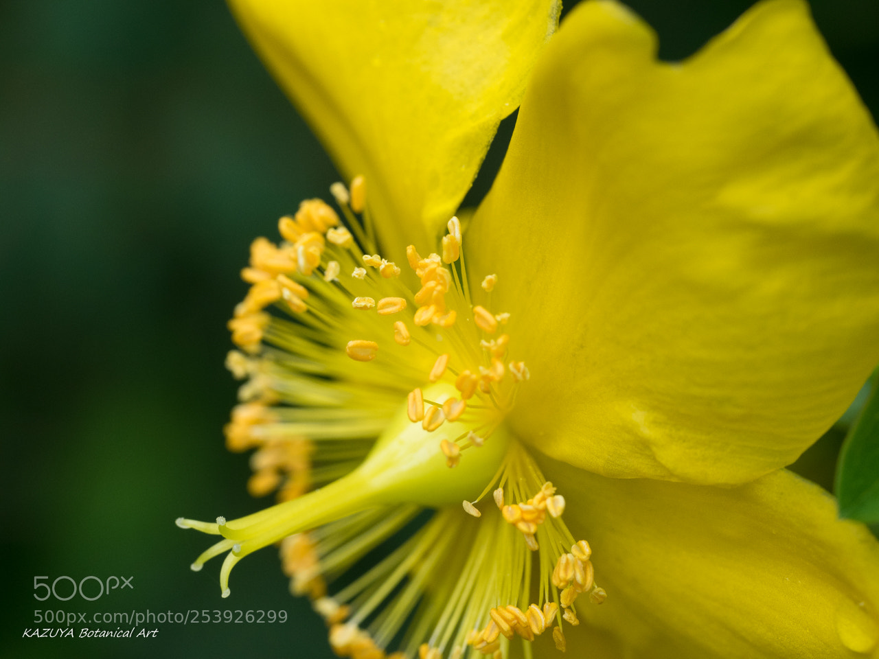 Olympus OM-D E-M1 sample photo. Yellow small flower photography