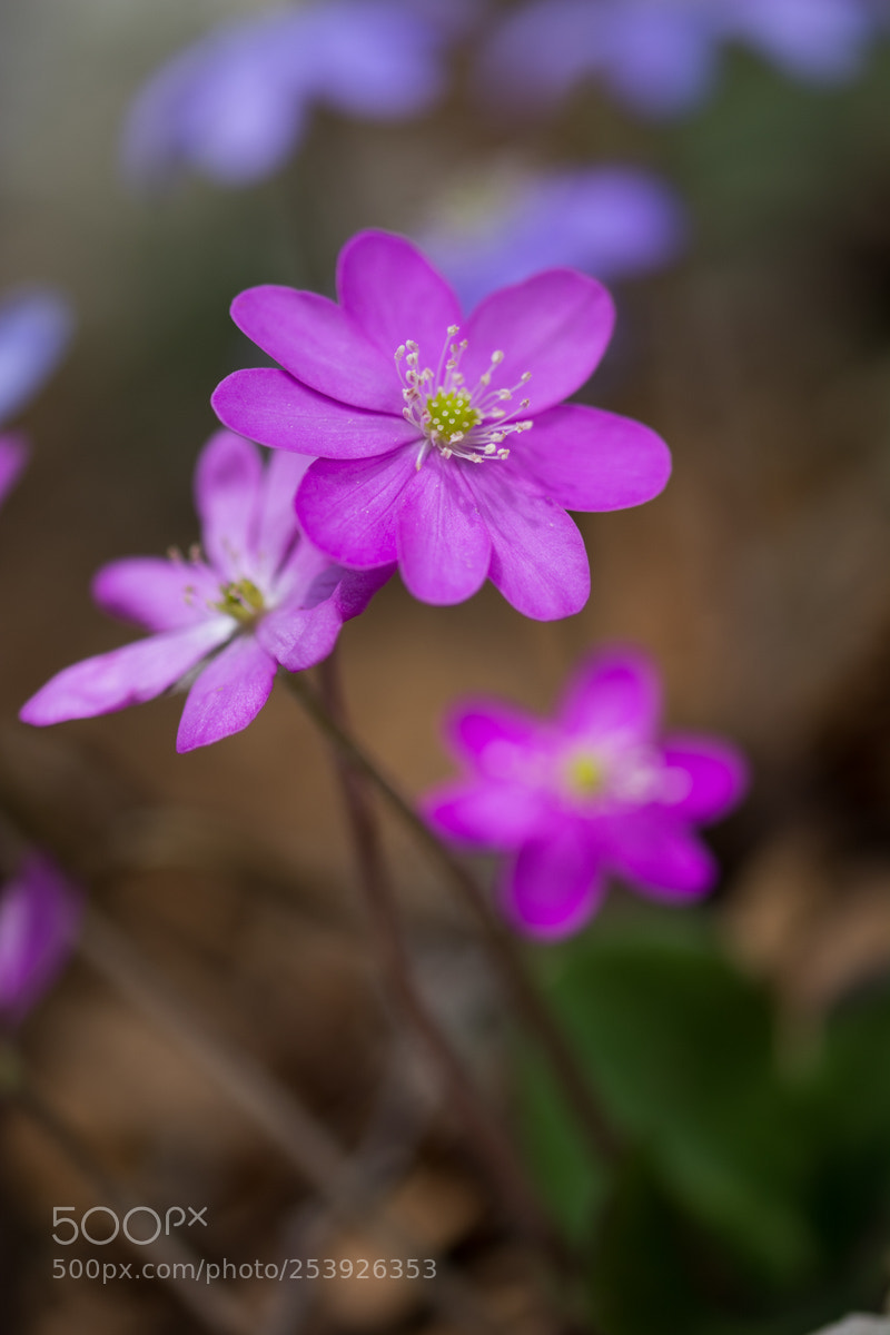 Nikon D7100 sample photo. Anemone photography