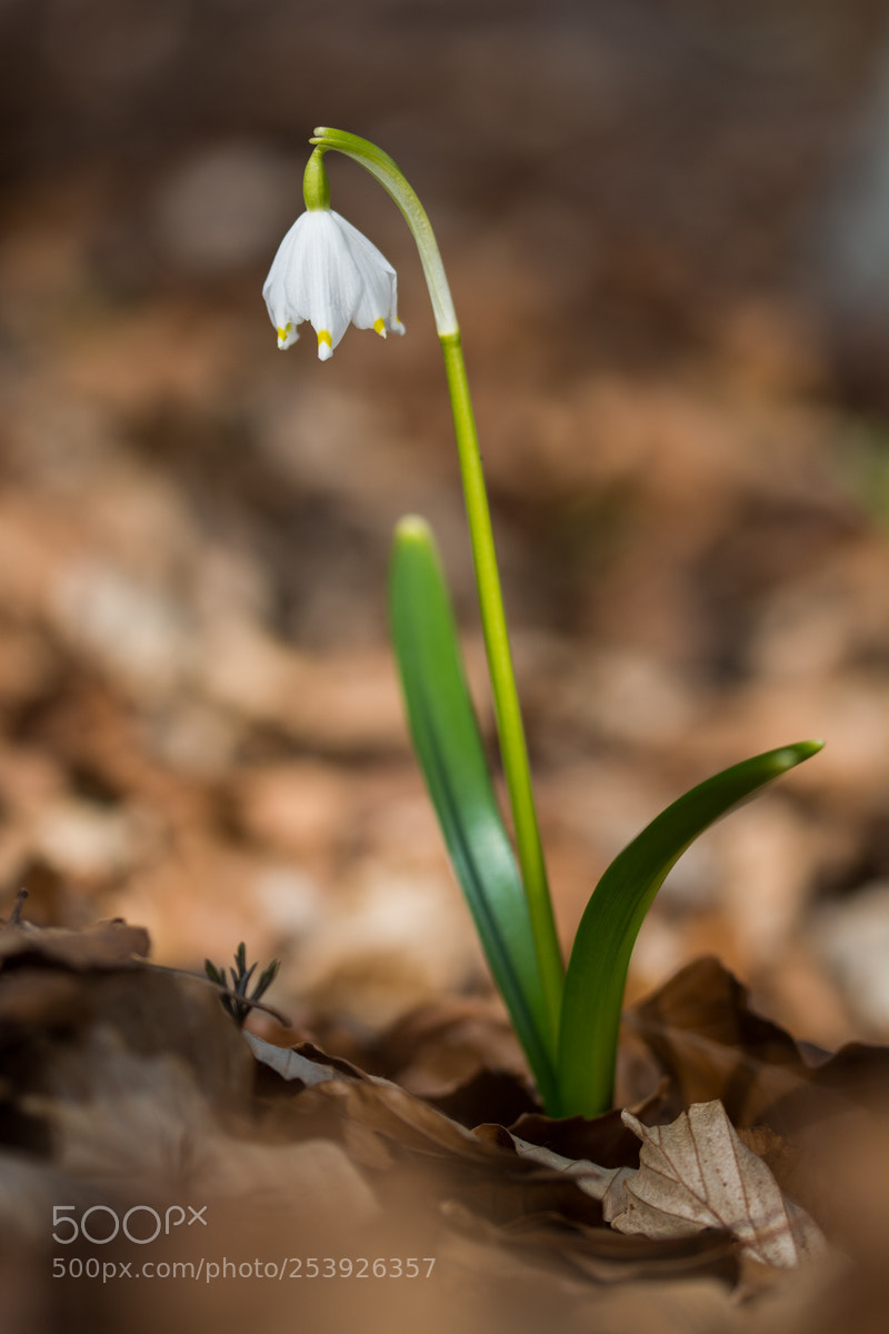 Nikon D7100 sample photo. Galanthus nivalis photography