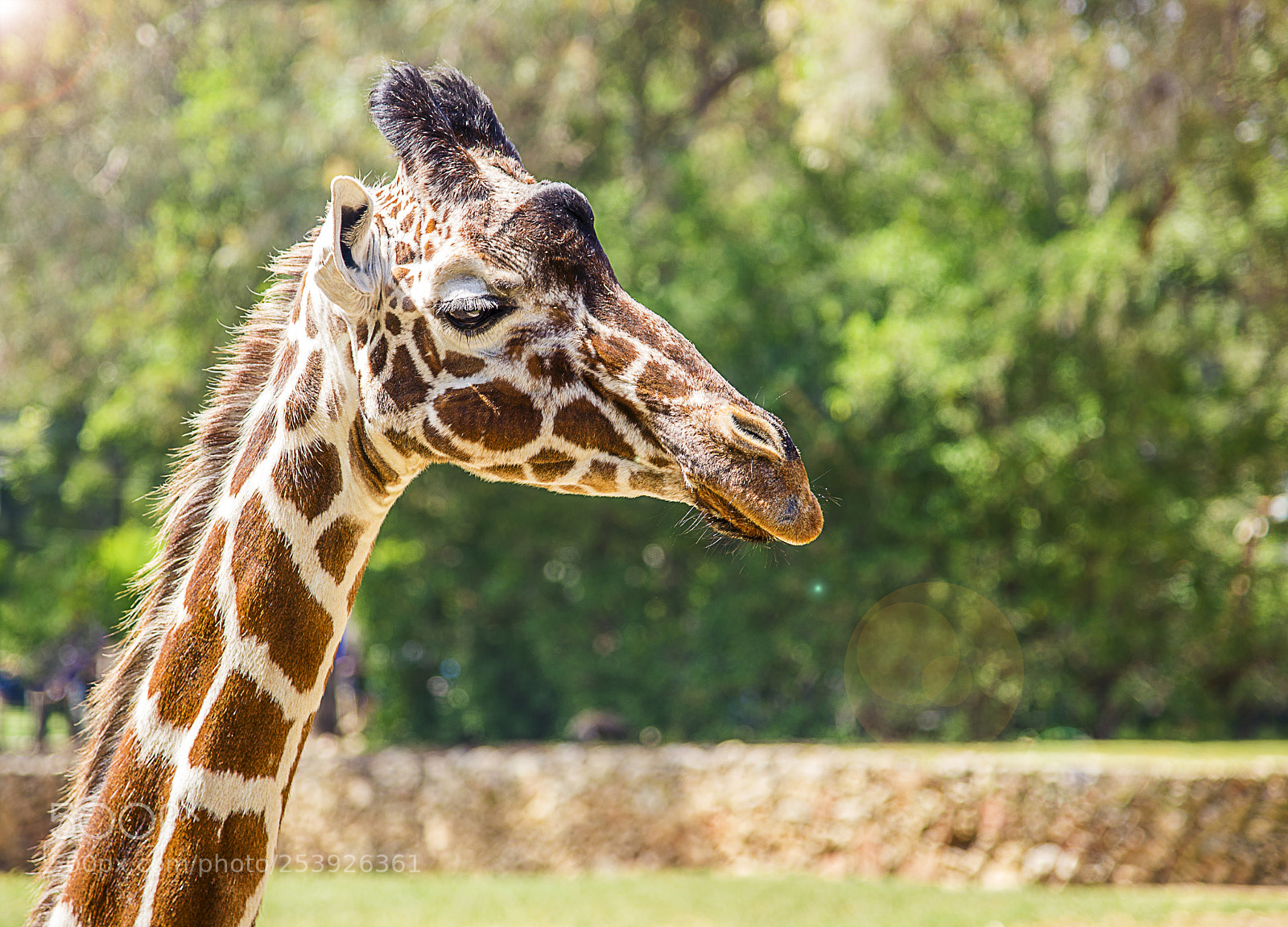 Nikon D600 sample photo. Posing girafe photography