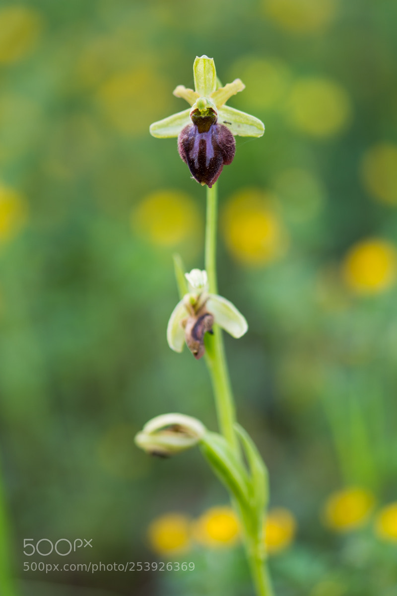 Nikon D7100 sample photo. Ophrys sphegodes photography