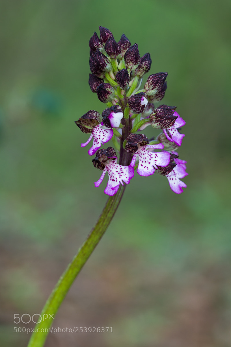 Nikon D7100 sample photo. Orchis purpurea photography