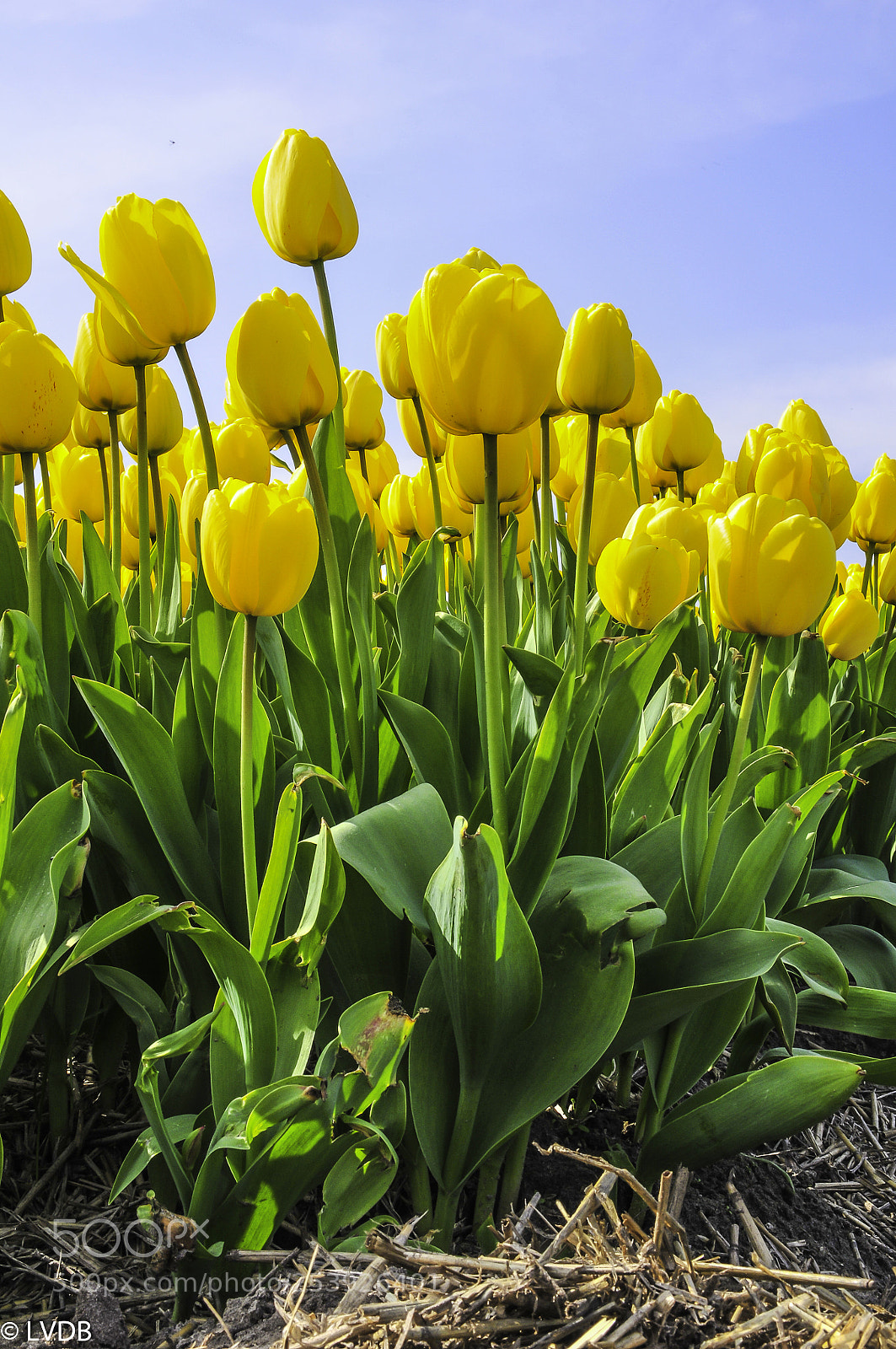 Nikon D300 sample photo. Yellow flower photography