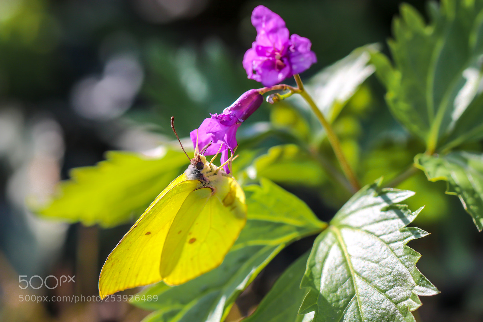 Canon EOS 750D (EOS Rebel T6i / EOS Kiss X8i) sample photo. Some yellow butterfly. photography