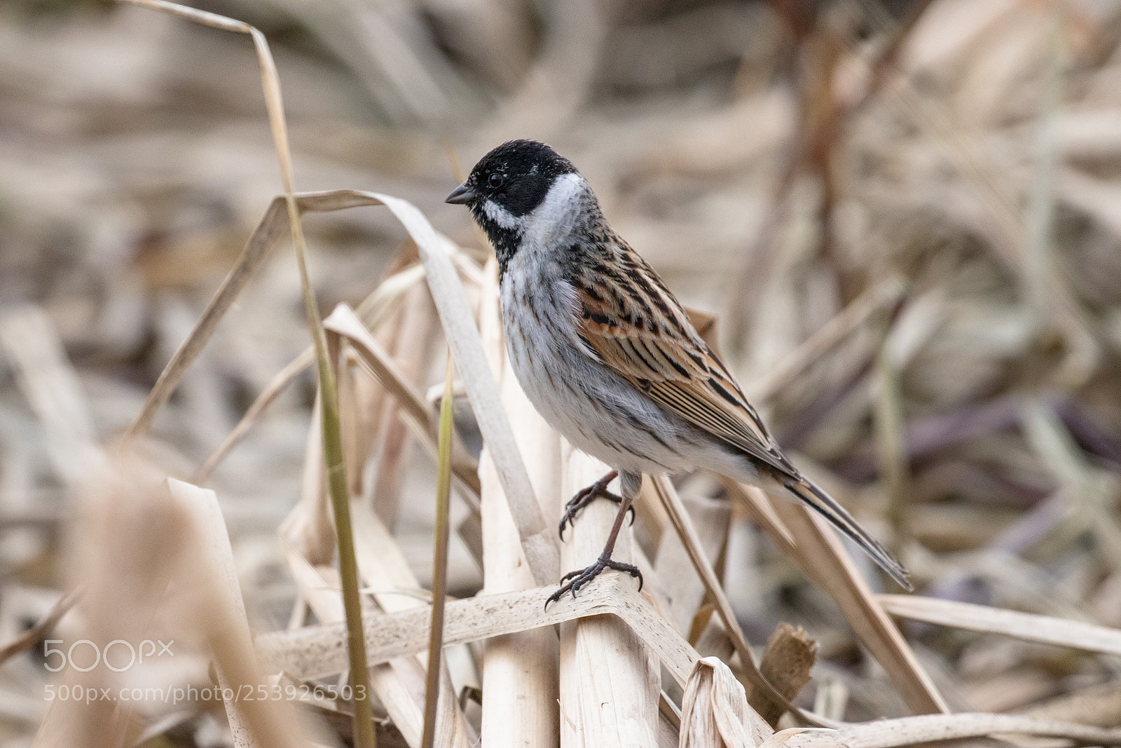 Canon EOS 80D sample photo. Common reed bunting photography