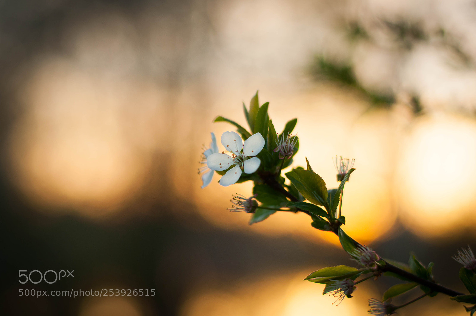 Nikon D5000 sample photo. Flower in sunset photography