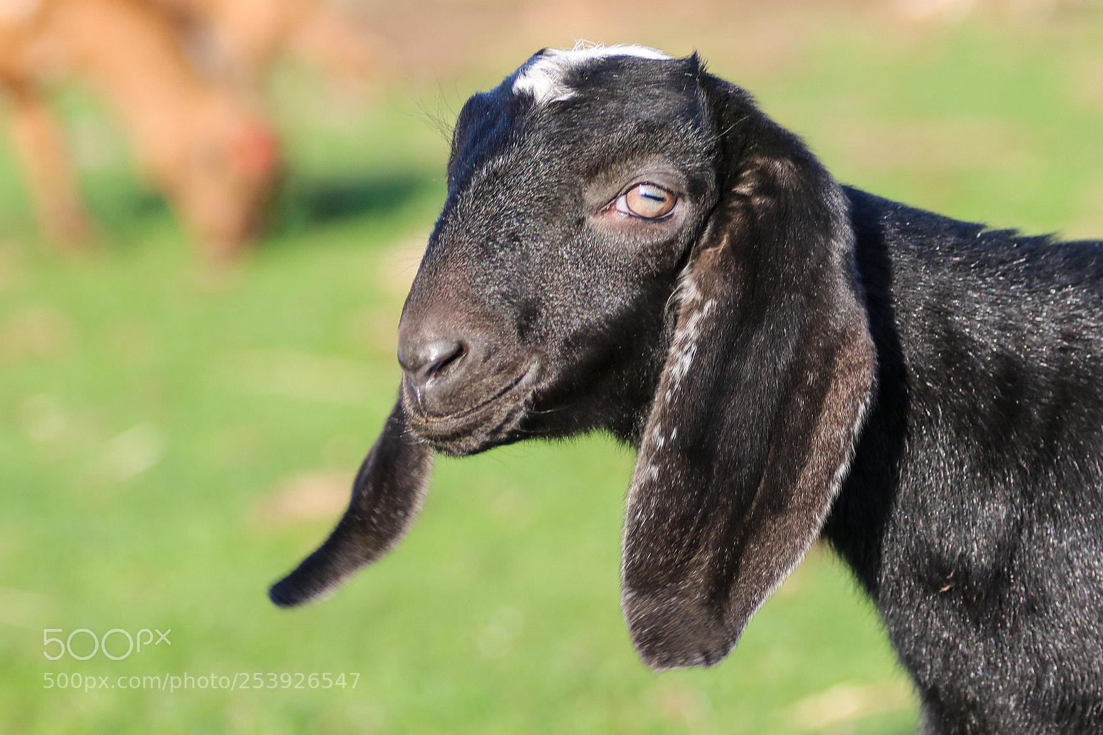 Canon EOS 750D (EOS Rebel T6i / EOS Kiss X8i) sample photo. Little black goat :) photography