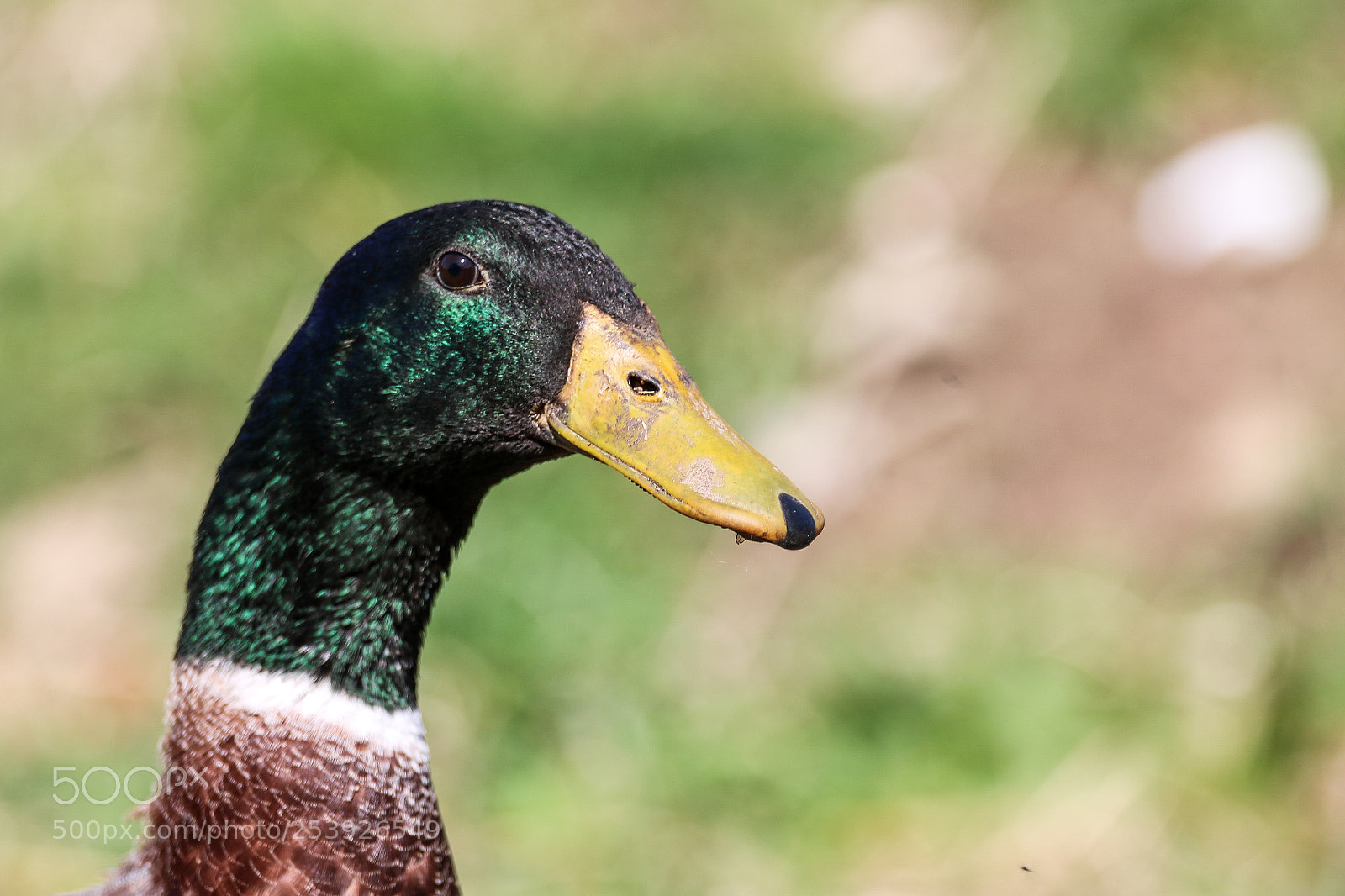 Canon EOS 750D (EOS Rebel T6i / EOS Kiss X8i) sample photo. Running duck :) photography