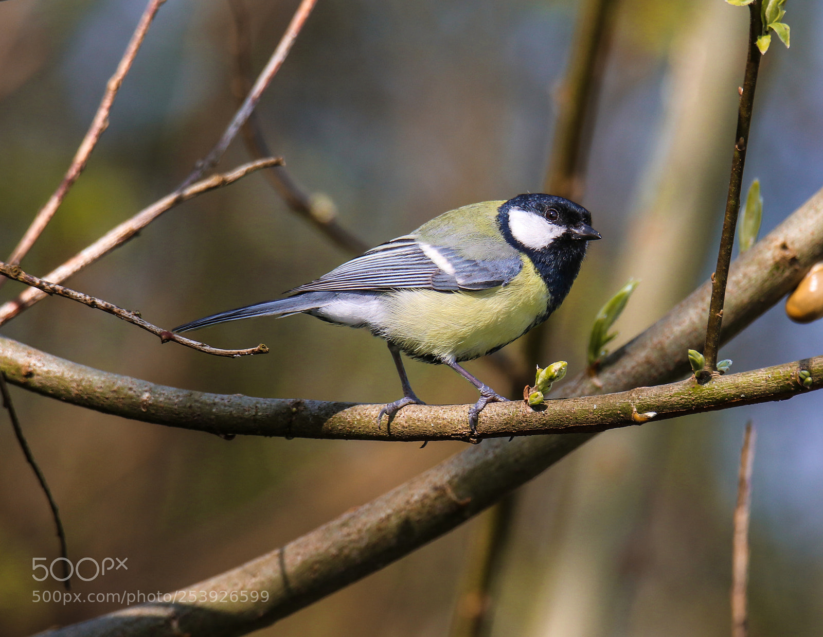 Canon EOS 80D sample photo. Great tit photography