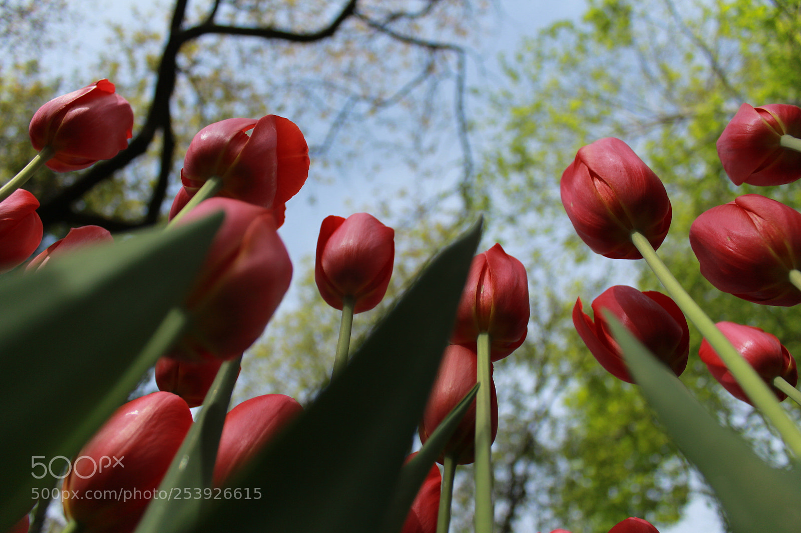 Canon EF-S 18-55mm F3.5-5.6 III sample photo. Tulips photography