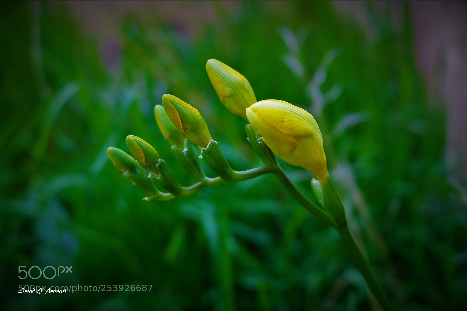 Canon EOS 70D sample photo. Freesia photography