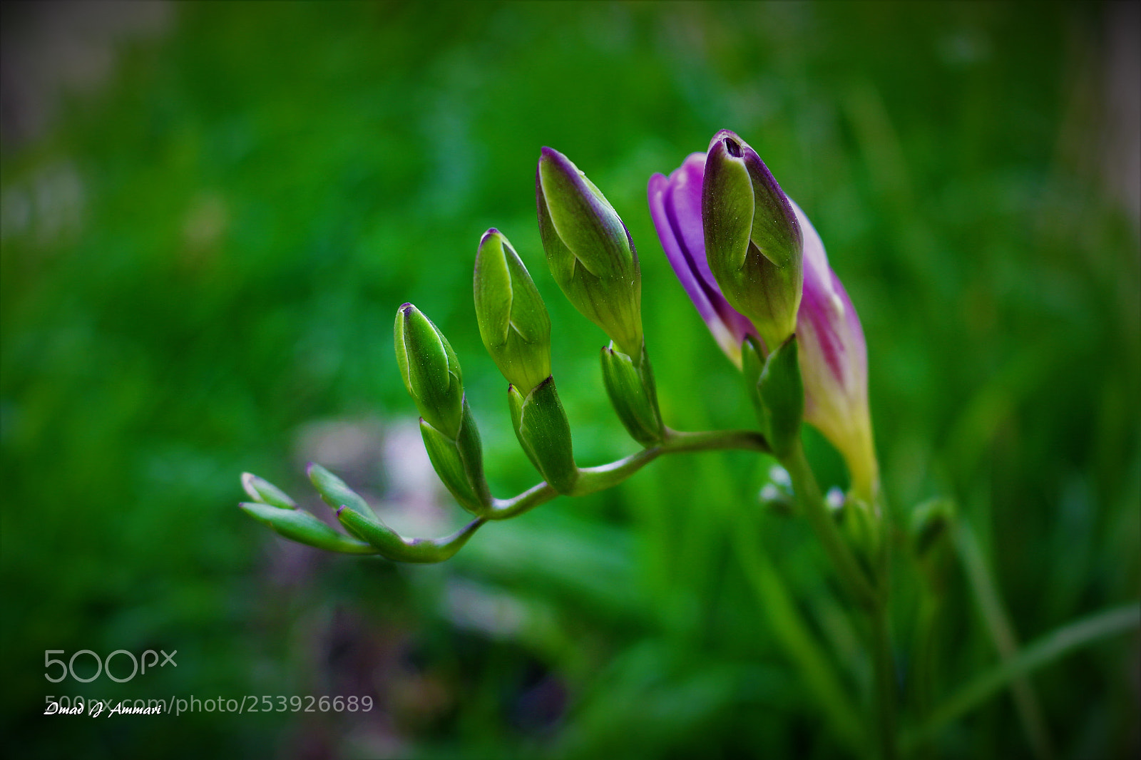 Canon EOS 70D sample photo. Freesia photography