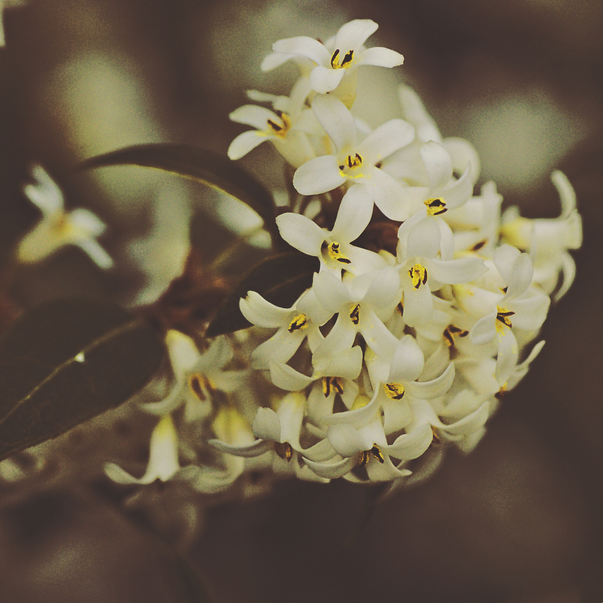 Sony SLT-A65 (SLT-A65V) + Tamron SP AF 90mm F2.8 Di Macro sample photo. More spring #5/8 photography