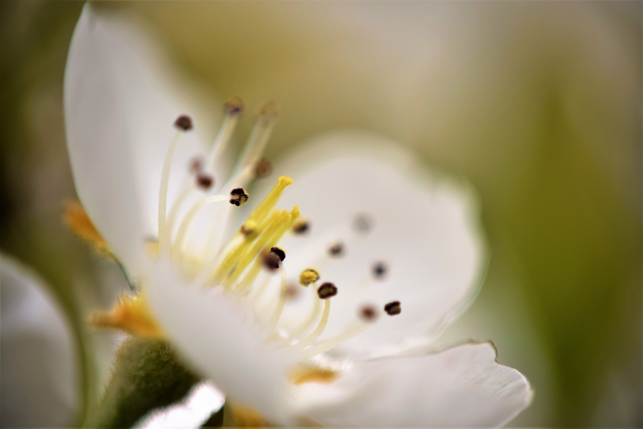 Nikon D3300 sample photo. Blossom photography