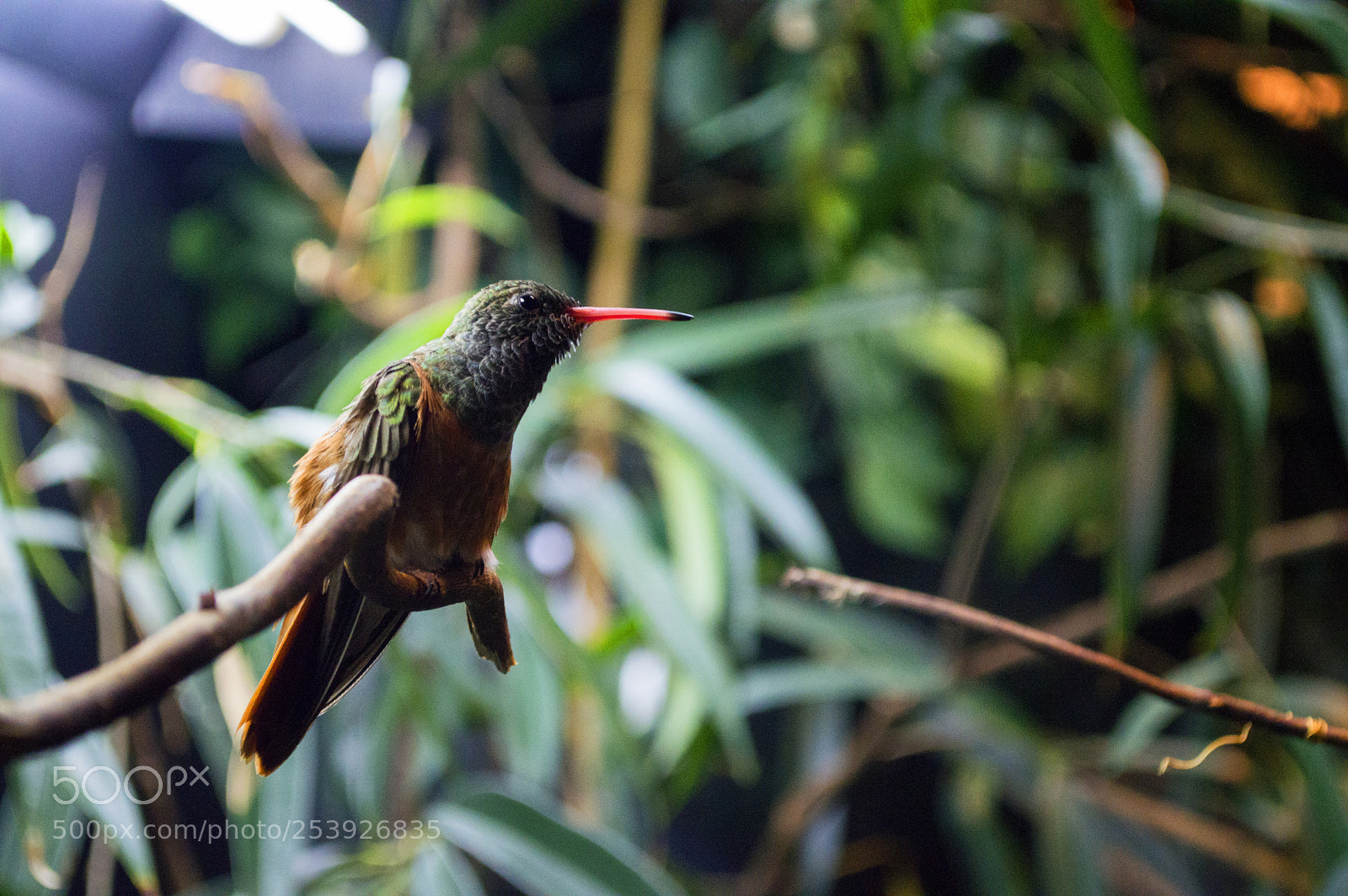 Nikon D3200 sample photo. Hummingbird photography