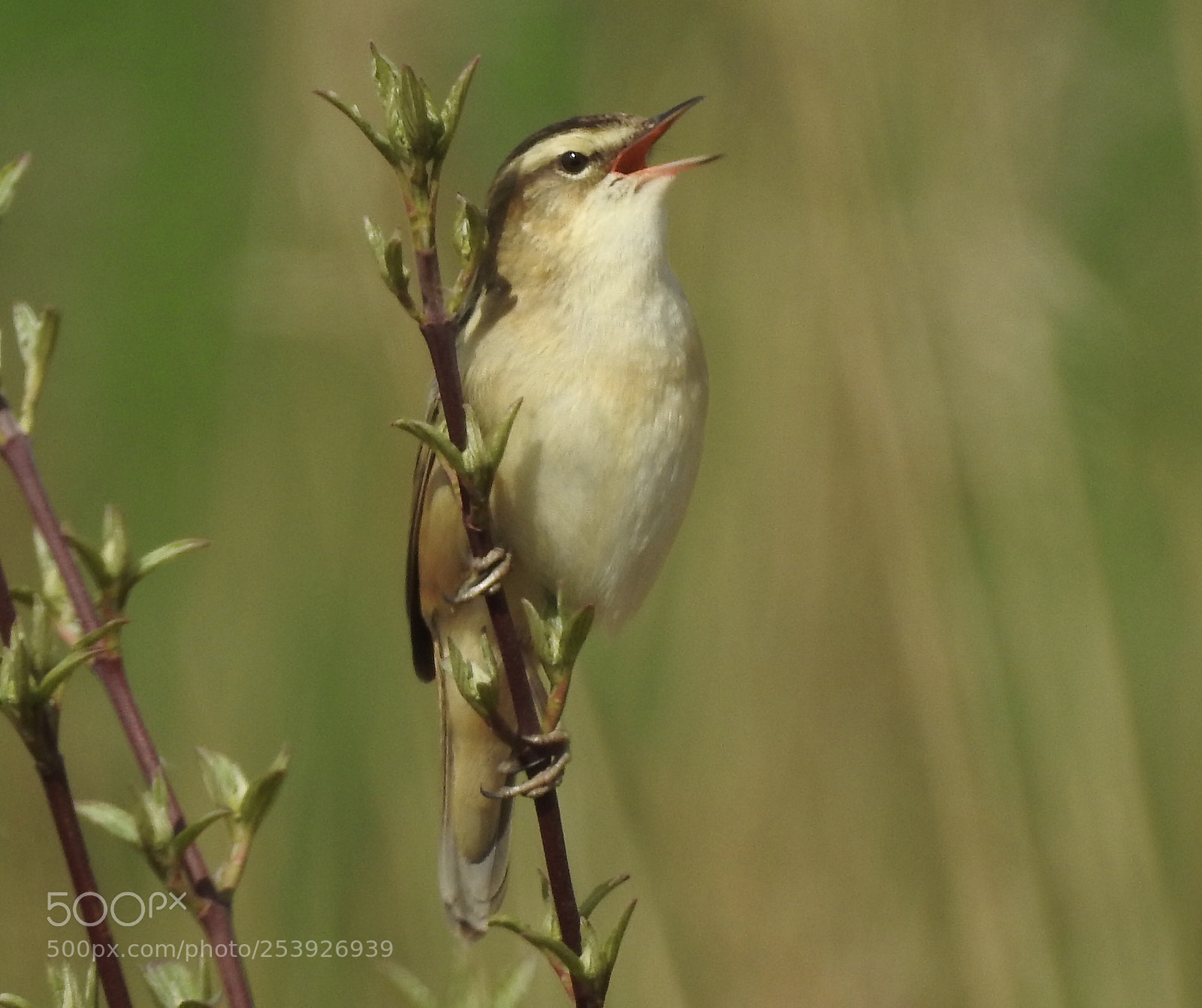 Nikon Coolpix P900 sample photo. Sedge warbler so nice photography