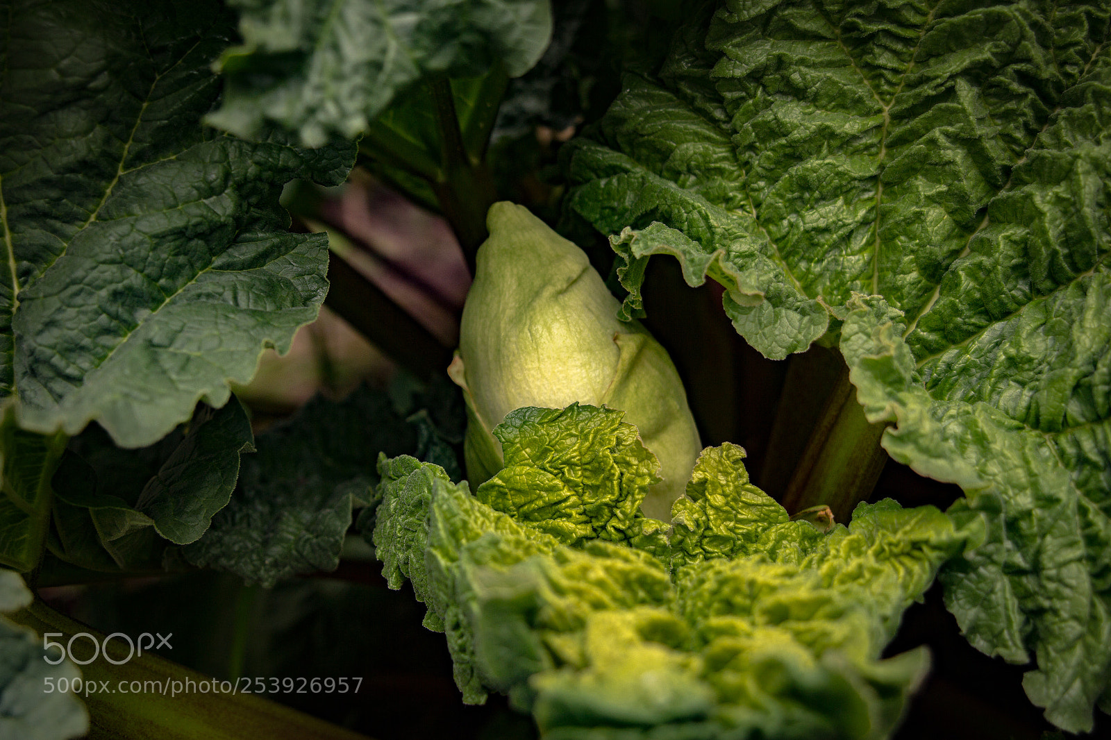 Canon EOS 60D sample photo. Rhabarber photography