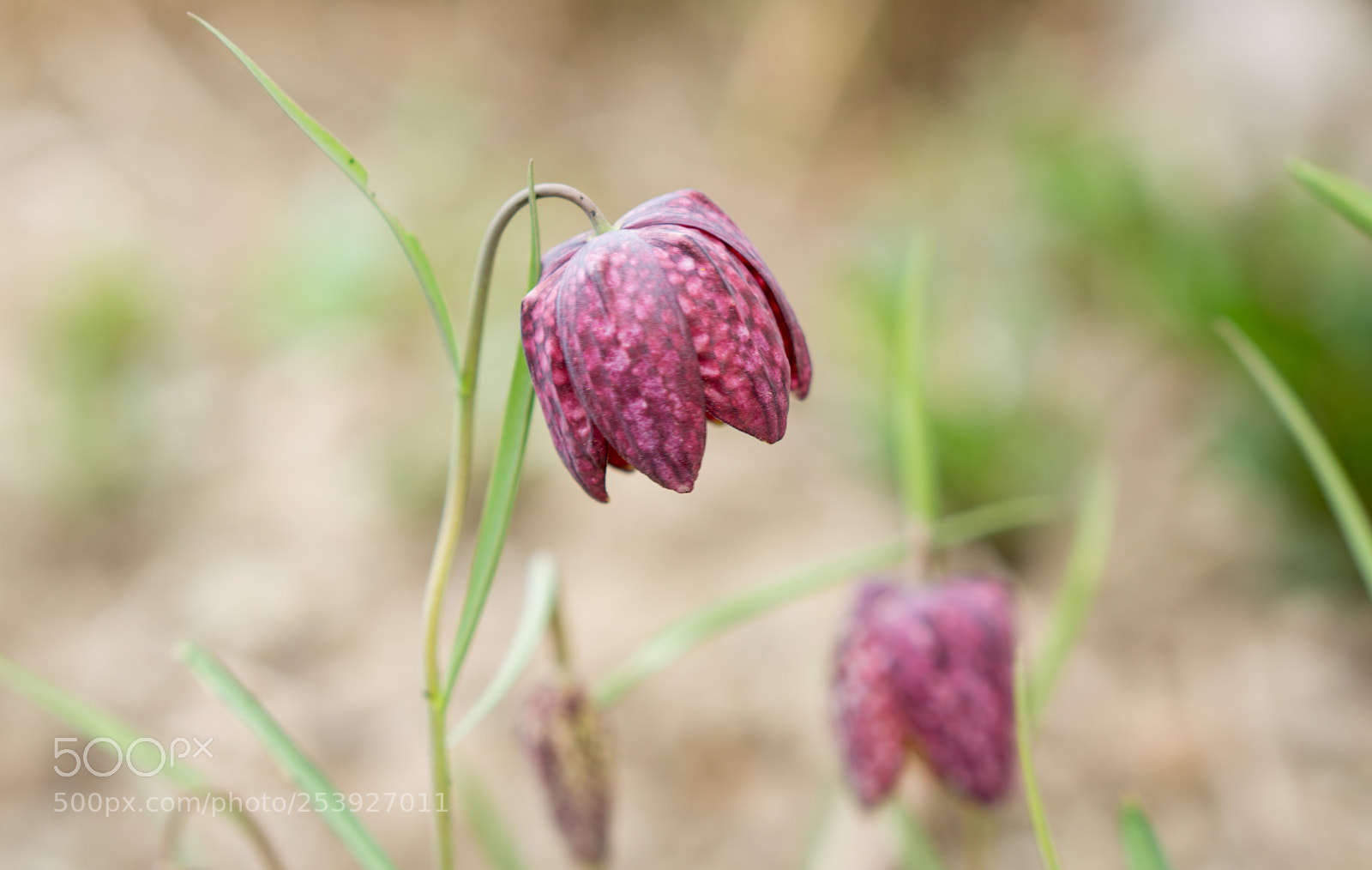 Sony a6000 sample photo. - schachbrettblume - photography