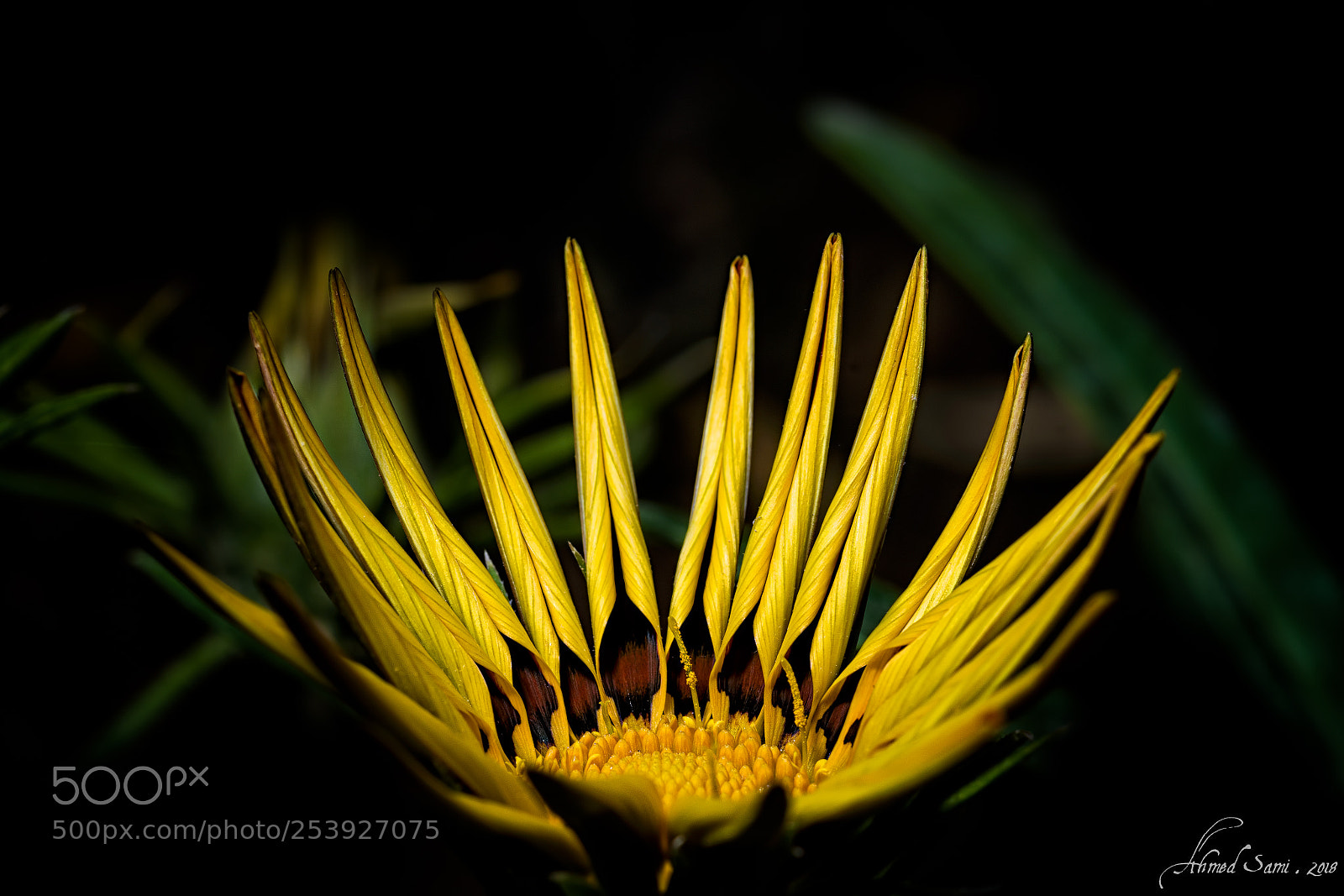 Nikon D7100 sample photo. Golden crown photography