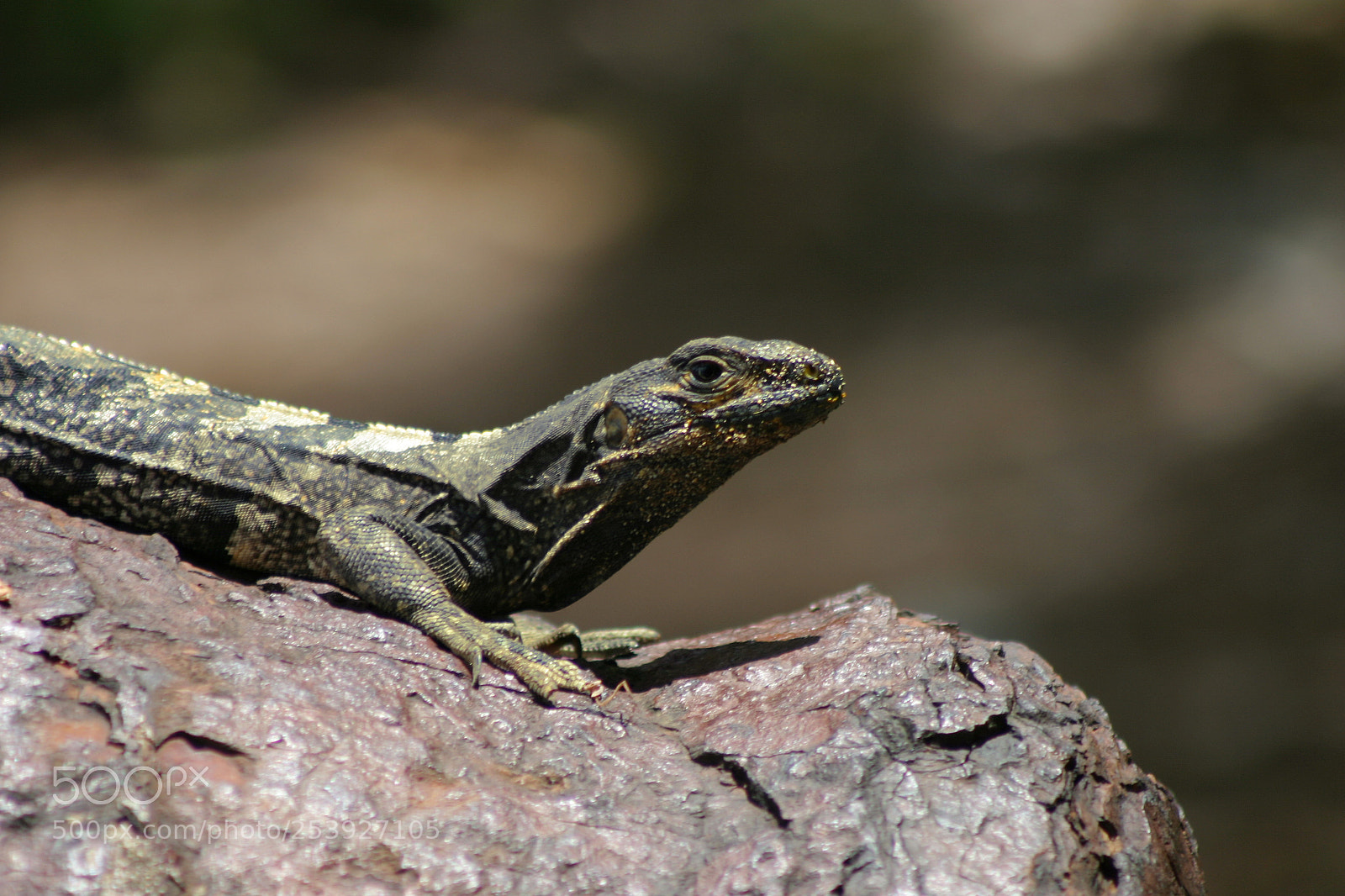 Canon EOS 10D sample photo. Img photography