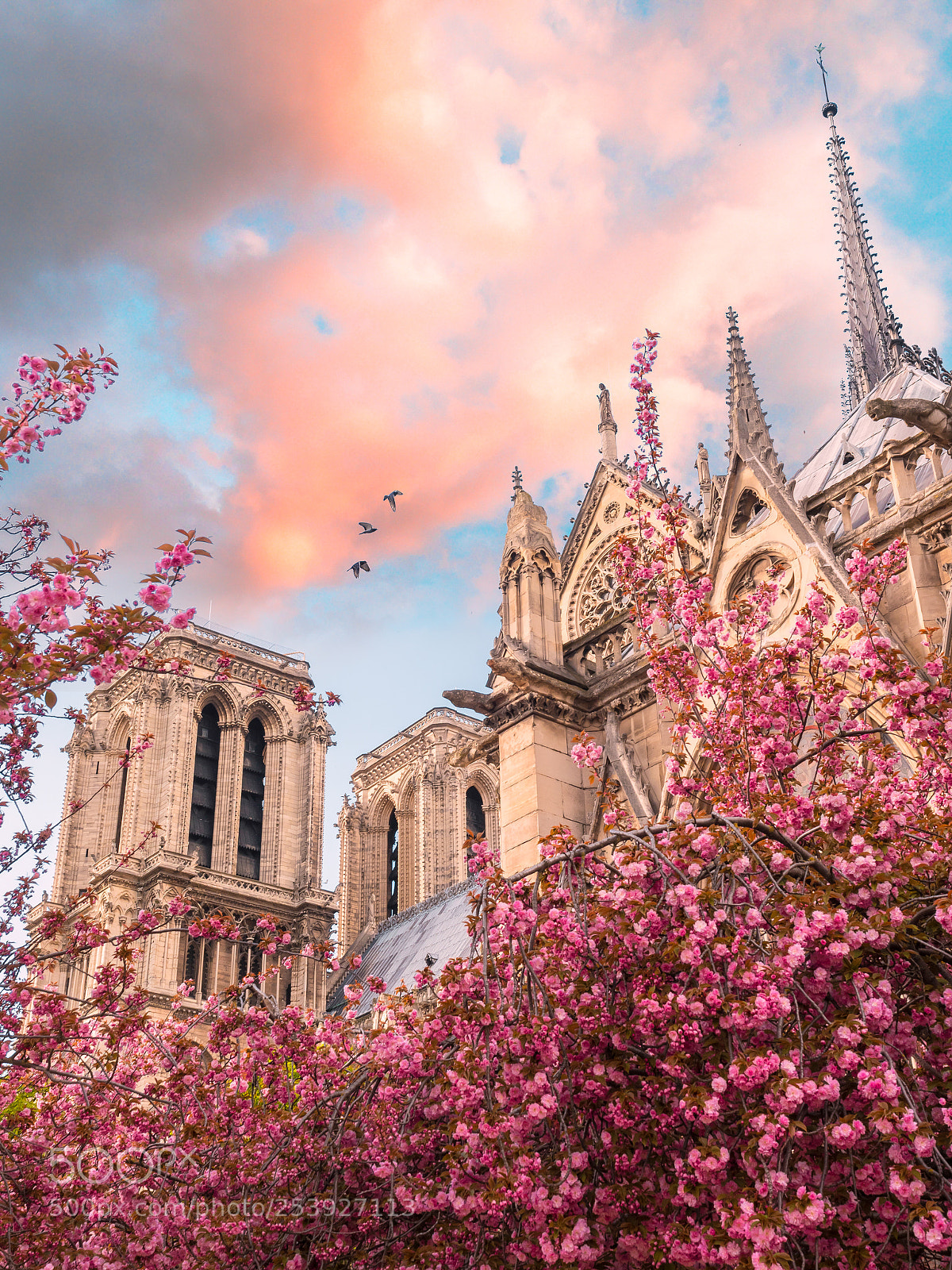 Olympus PEN-F sample photo. Spring in paris photography